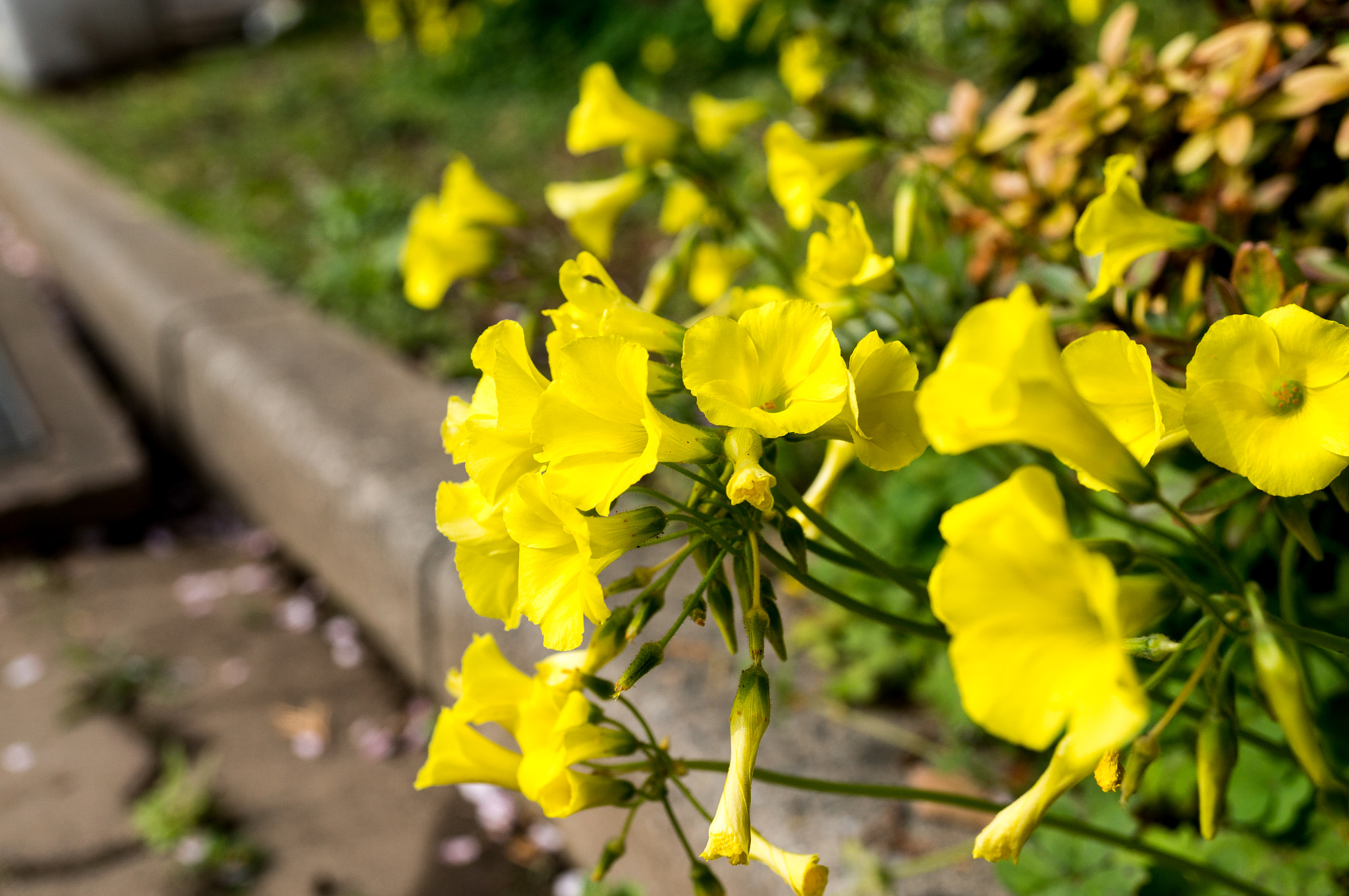 Sony Alpha NEX-5T + Sony E 30mm F3.5 Macro sample photo. Flowers on the roadside photography