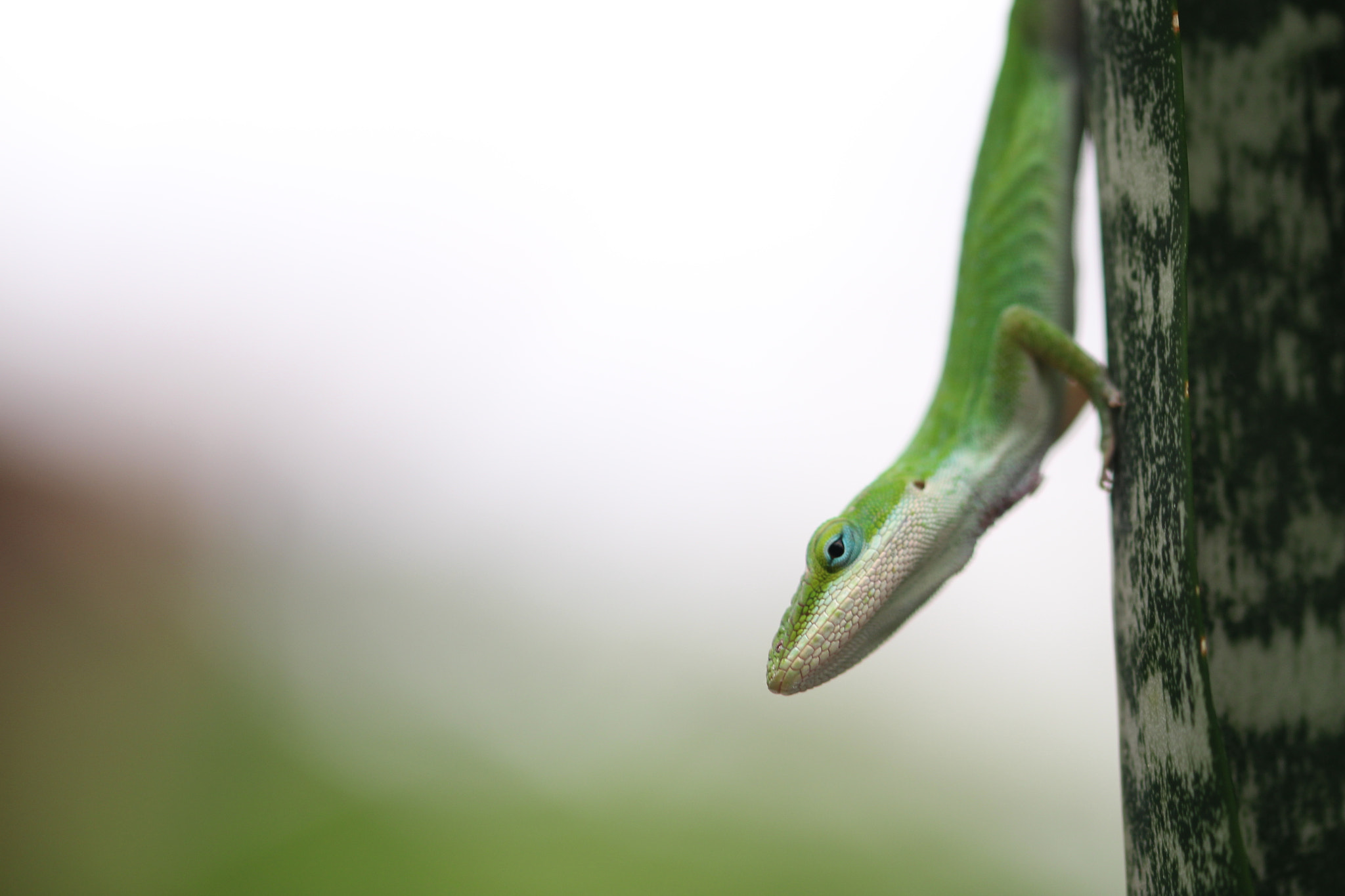 Sigma 105mm F2.8 EX DG OS HSM sample photo. Frank the lizard photography