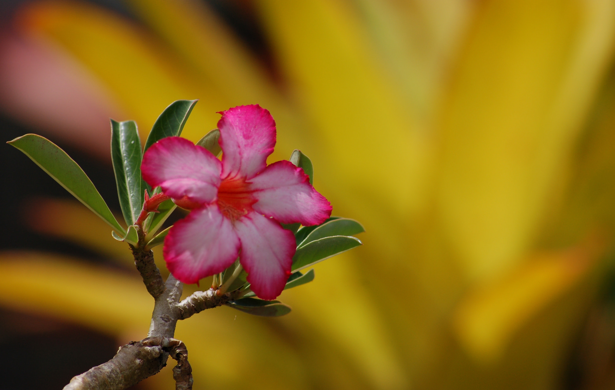 Sigma 70-300mm F4-5.6 APO Macro Super II sample photo. Botanical garden nevis photography