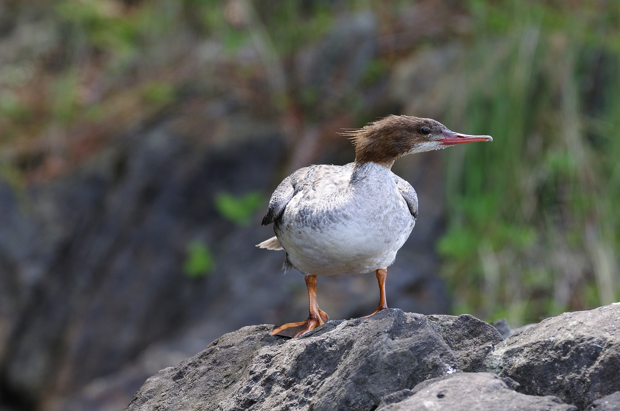 Nikon D300S + Nikon AF-S Nikkor 500mm F4G ED VR sample photo. Grand harle mergus merganser common merganser cld photography