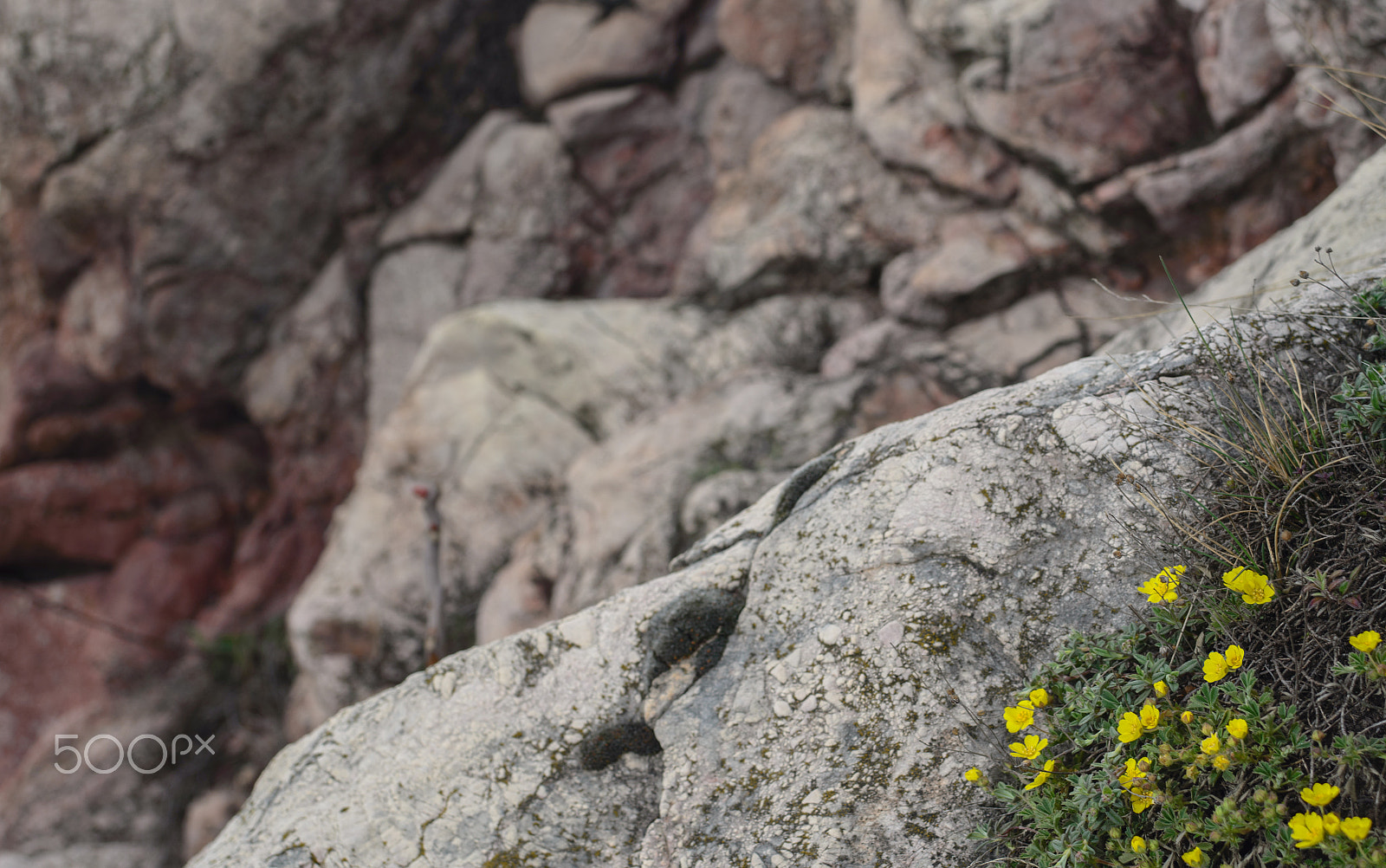 AF Zoom-Nikkor 35-70mm f/3.3-4.5 N sample photo. Rock and flowers photography