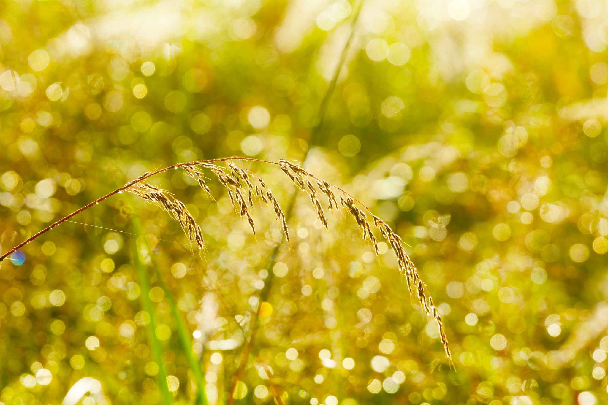 Sigma 120-400mm F4.5-5.6 DG OS HSM sample photo. Bokeh photography