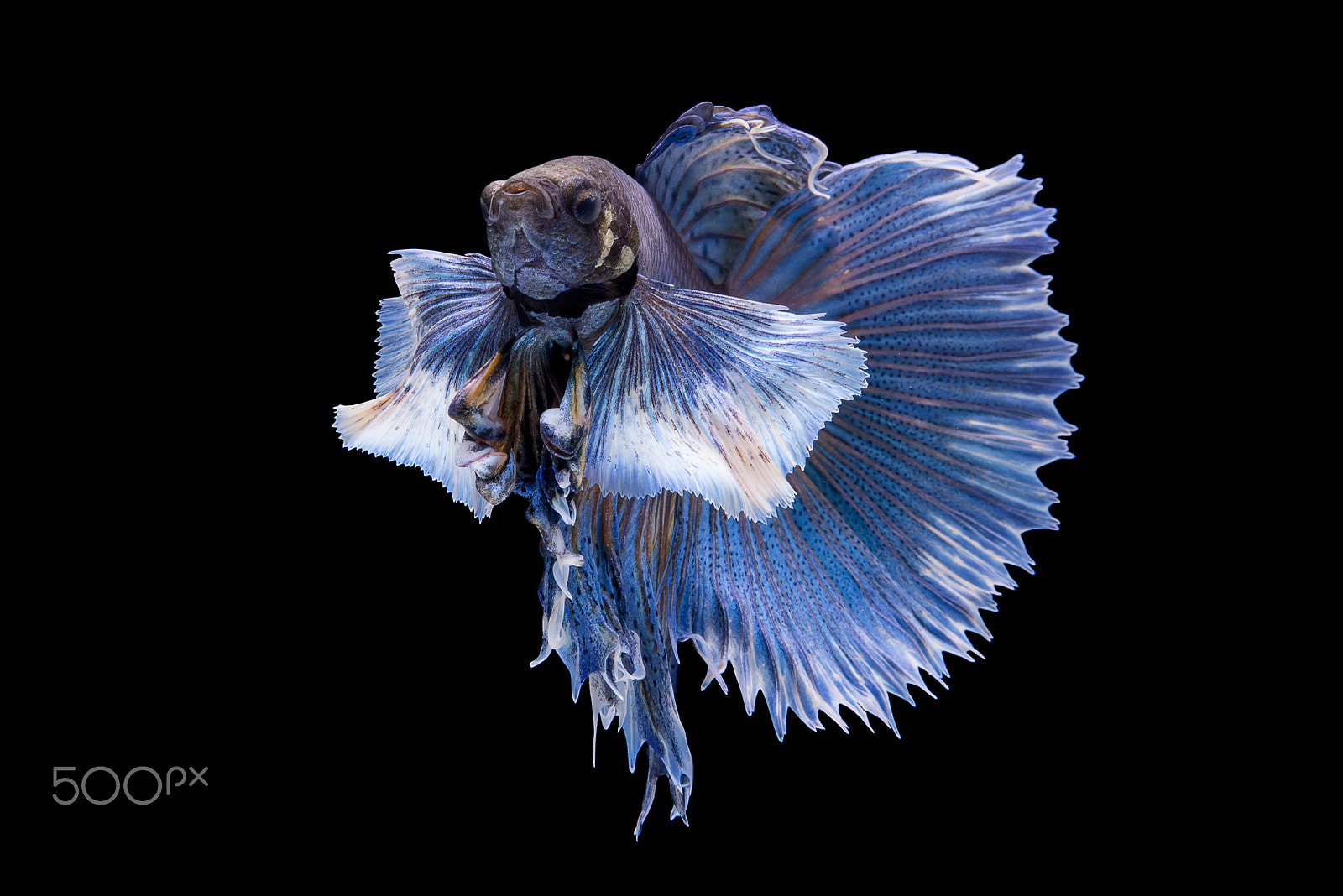 Nikon AF-S Micro-Nikkor 60mm F2.8G ED sample photo. Halfmoon big ear betta photography