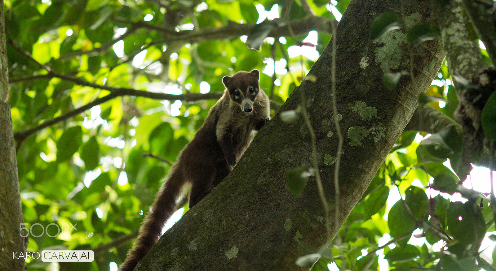 Canon EF 200mm F2.8L II USM sample photo. Coatí photography
