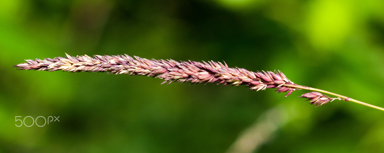 Olympus Zuiko Digital ED 70-300mm F4.0-5.6 sample photo. Lone strand photography