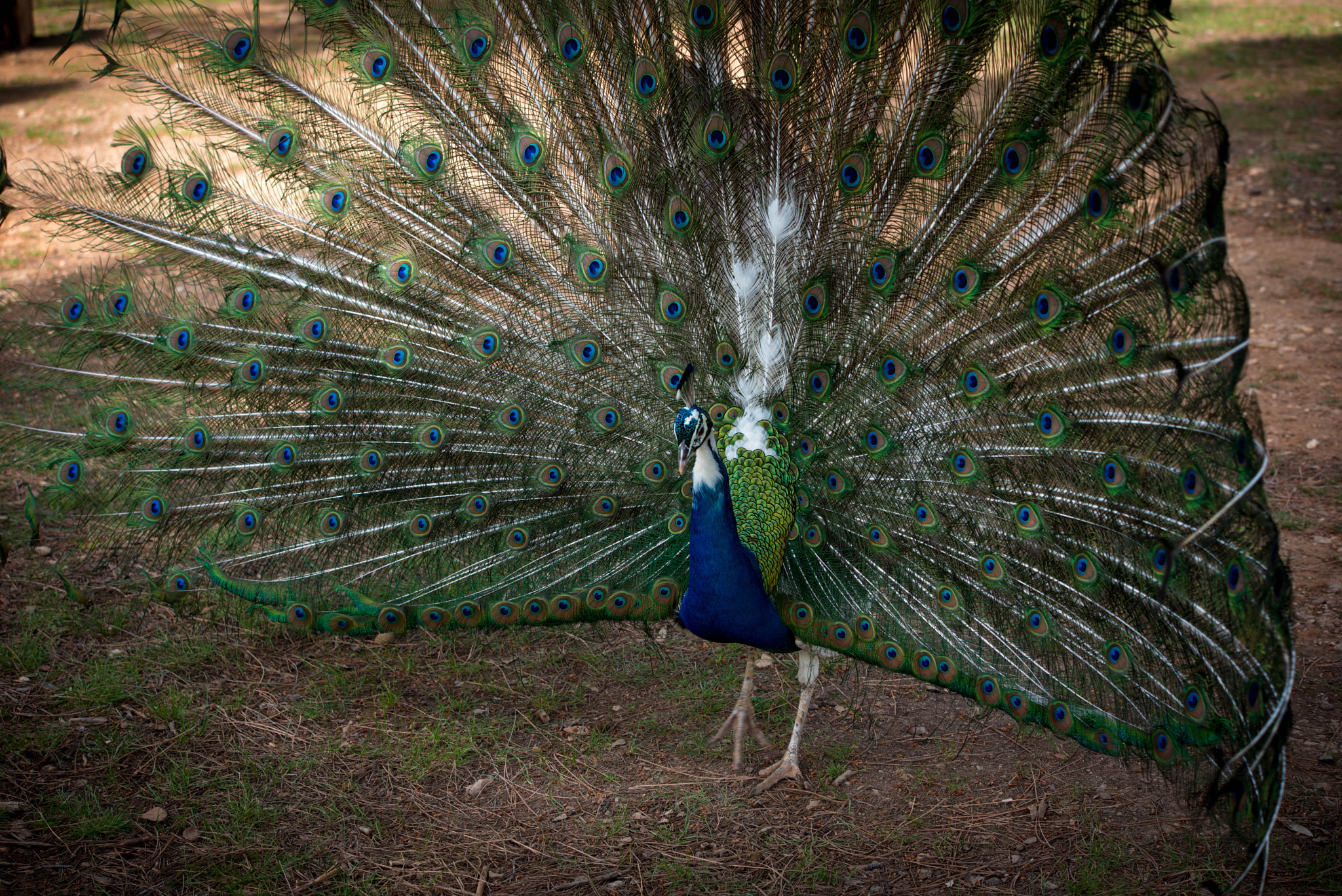 Sigma 70-200mm F2.8 EX DG OS HSM sample photo. Peacock show-off photography