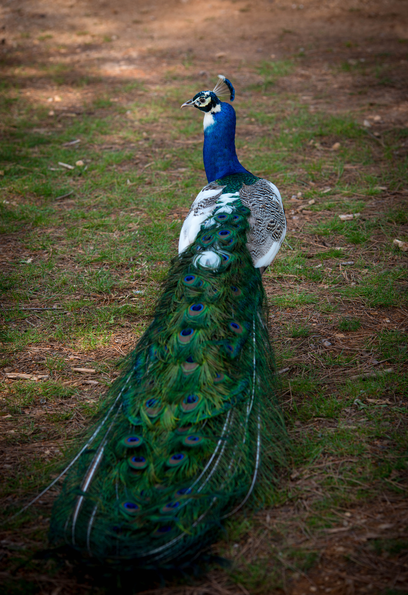 Sigma 70-200mm F2.8 EX DG OS HSM sample photo. Peacock show-off photography