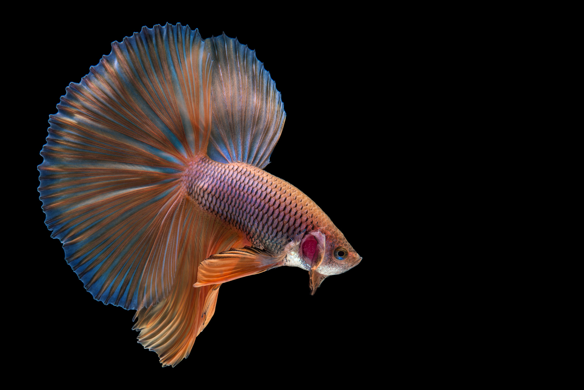 Nikon AF-S Micro-Nikkor 60mm F2.8G ED sample photo. Halfmoon betta fish photography