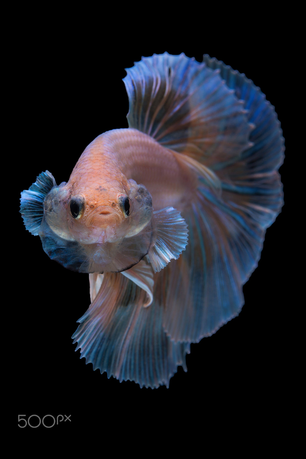 Nikon AF-S Micro-Nikkor 60mm F2.8G ED sample photo. Halfmoon betta fish photography