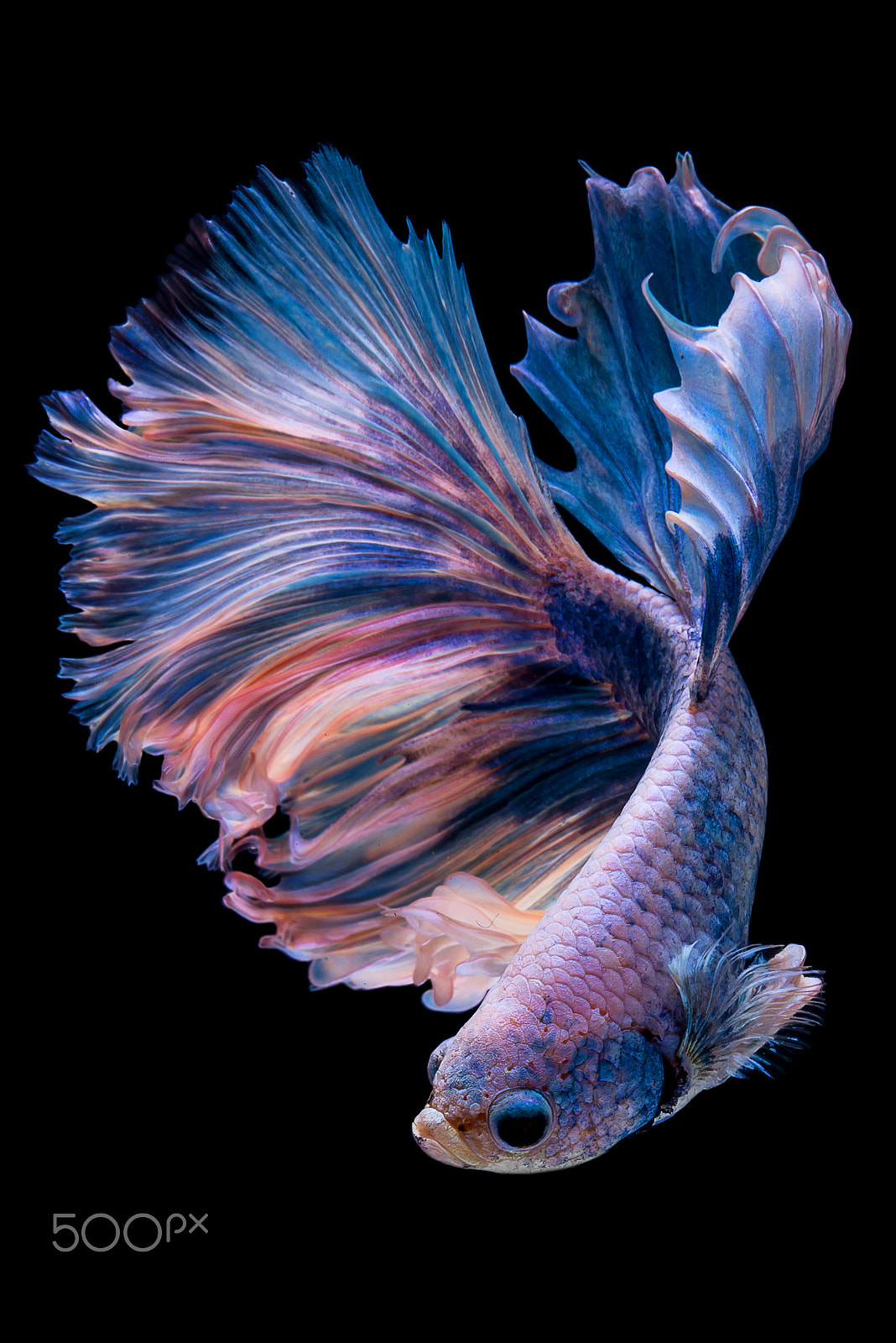 Nikon AF-S Micro-Nikkor 60mm F2.8G ED sample photo. Halfmoon betta fish photography