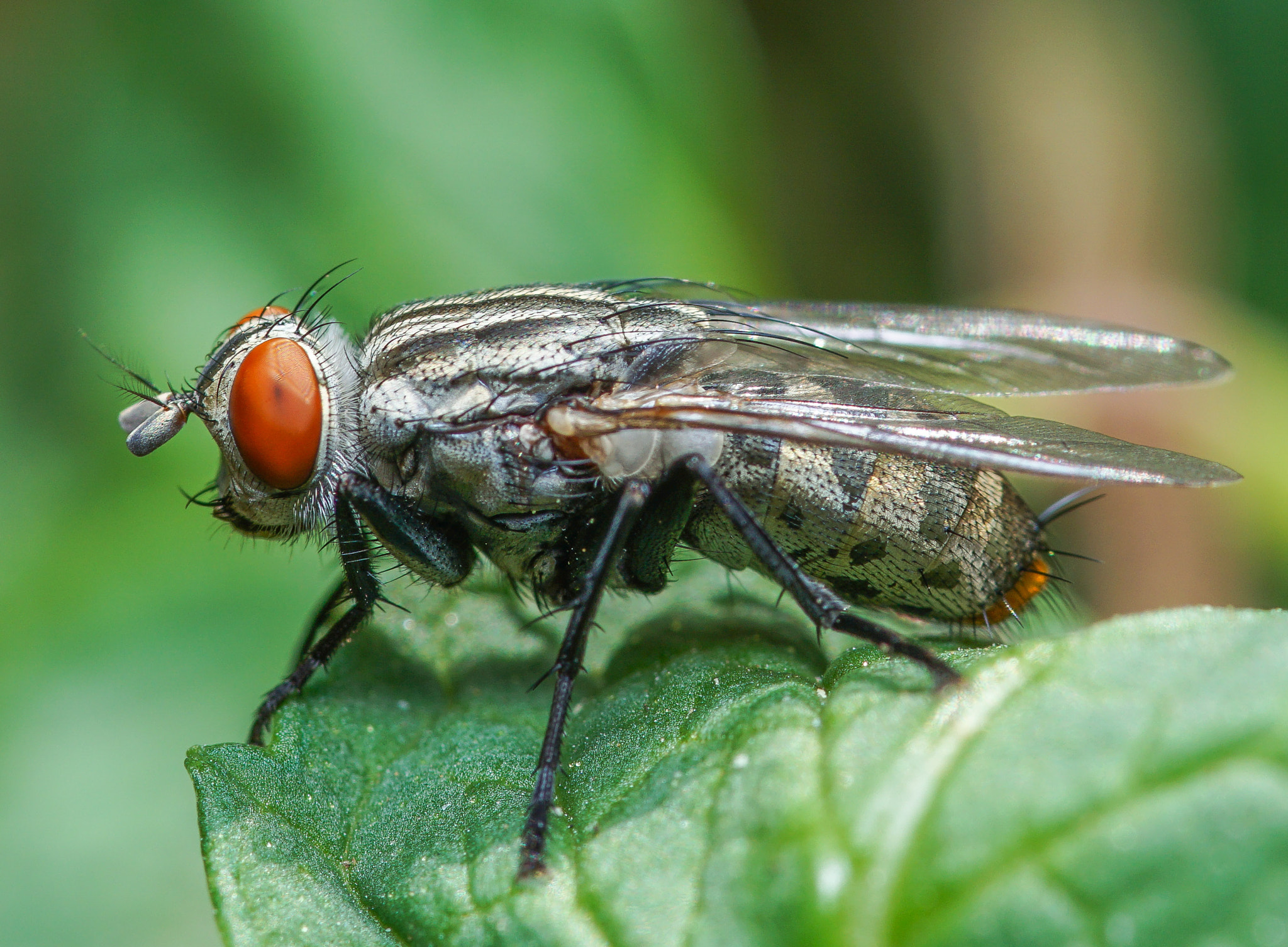 Sony ILCA-77M2 + 105mm F2.8 sample photo. Fly  photography