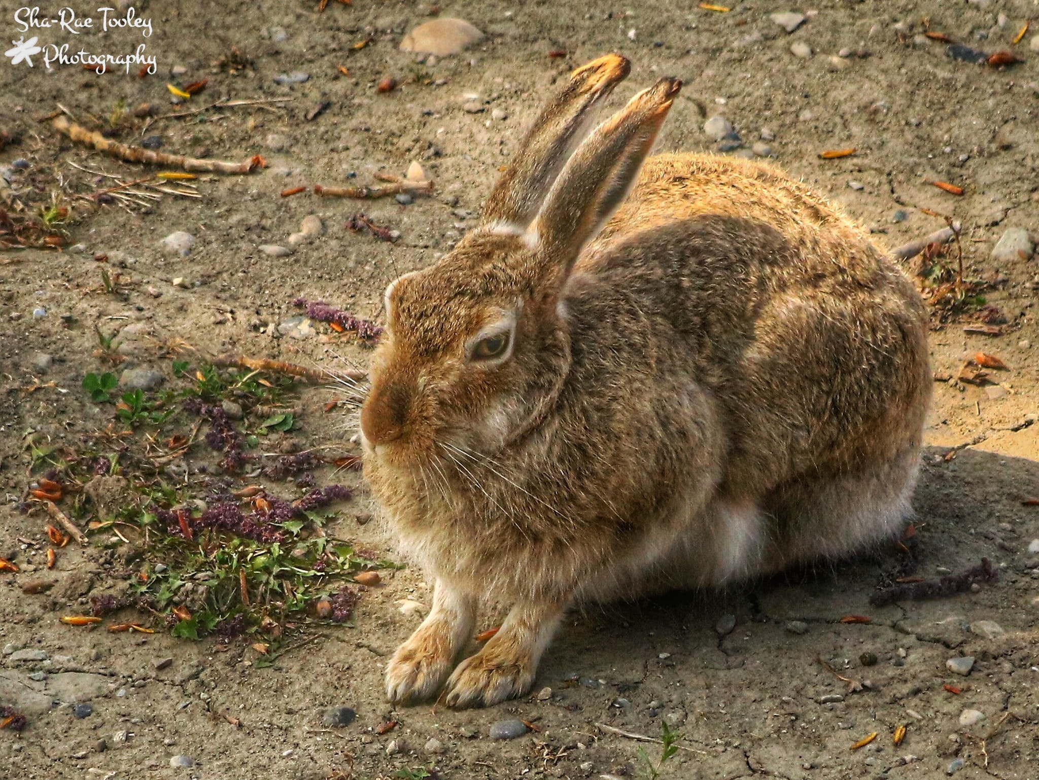 Canon EF 70-300mm F4-5.6 IS USM sample photo. Jackrabbit photography