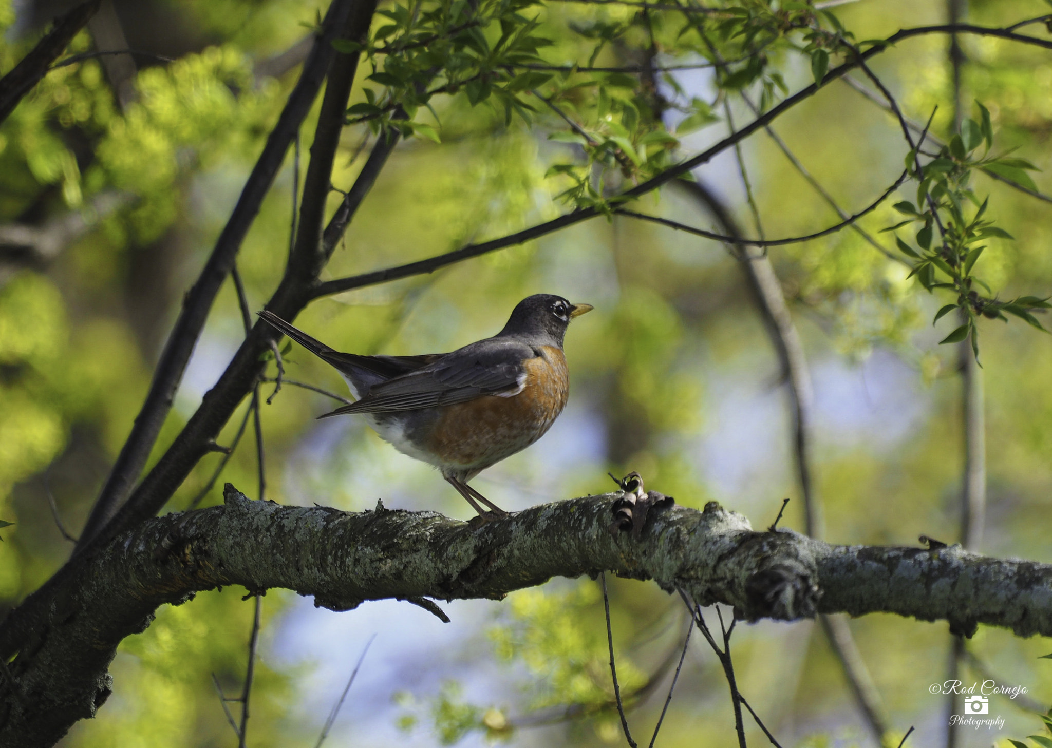 Olympus Zuiko Digital ED 70-300mm F4.0-5.6 sample photo. Robin... photography