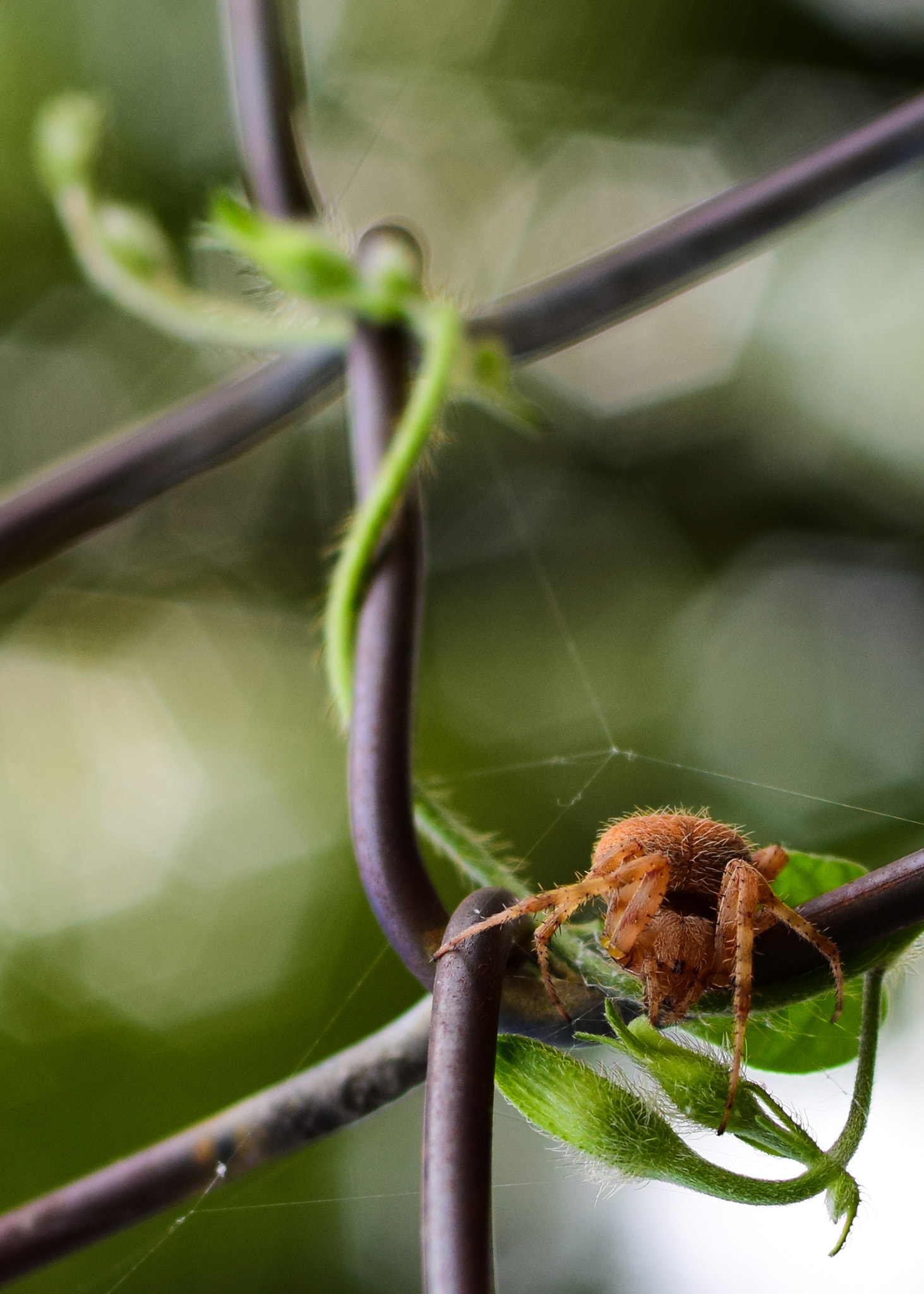 Nikon D5300 + Nikon AF Nikkor 50mm F1.4D sample photo. Garden spider // philadelphia pa // 1 september 2014 photography