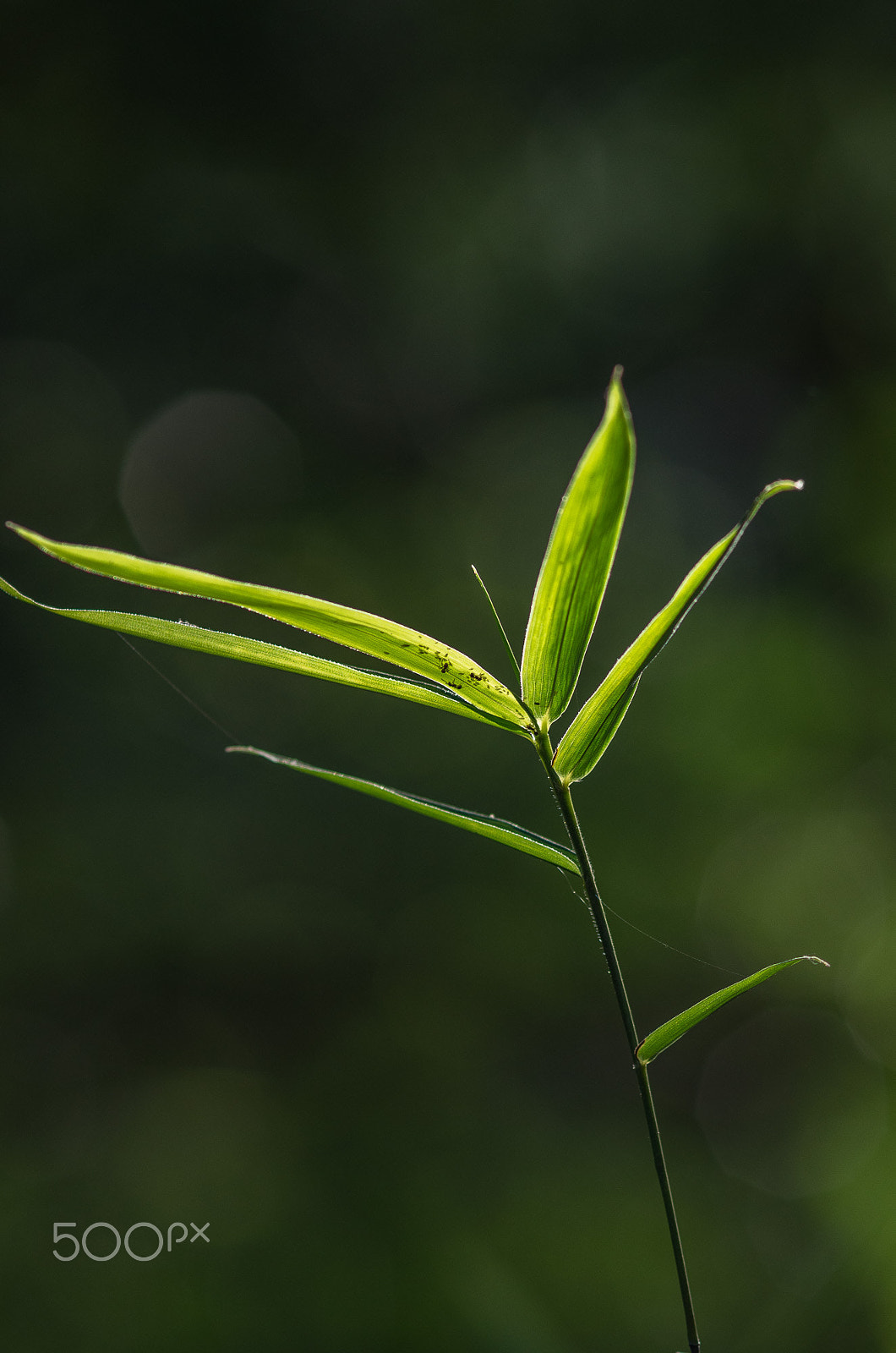 Pentax smc DA* 200mm F2.8 ED (IF) SDM sample photo. Mostly green photography