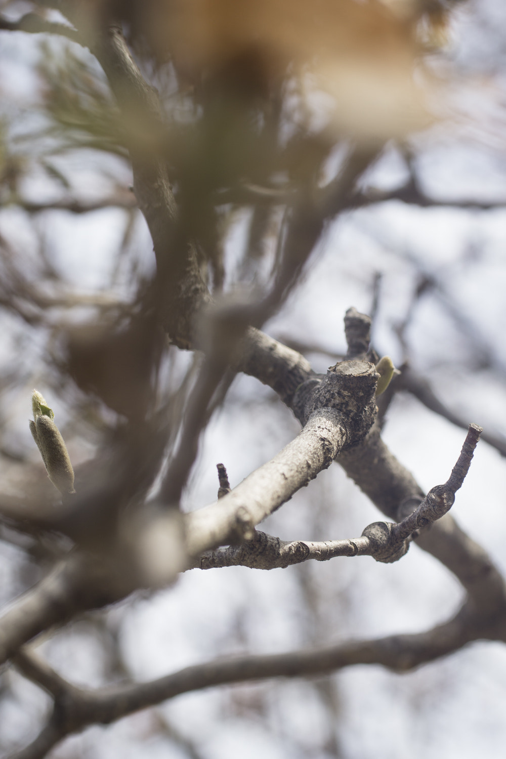 Sony a6000 + Canon EF 50mm F2.5 Macro sample photo. The daily percyscope 020 photography