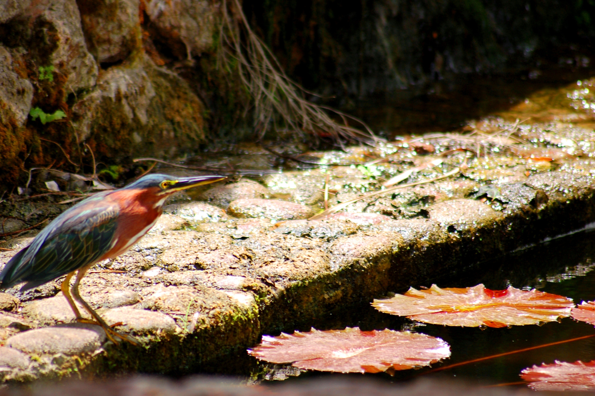Sigma 70-300mm F4-5.6 APO Macro Super II sample photo. Kingfisher nevis photography