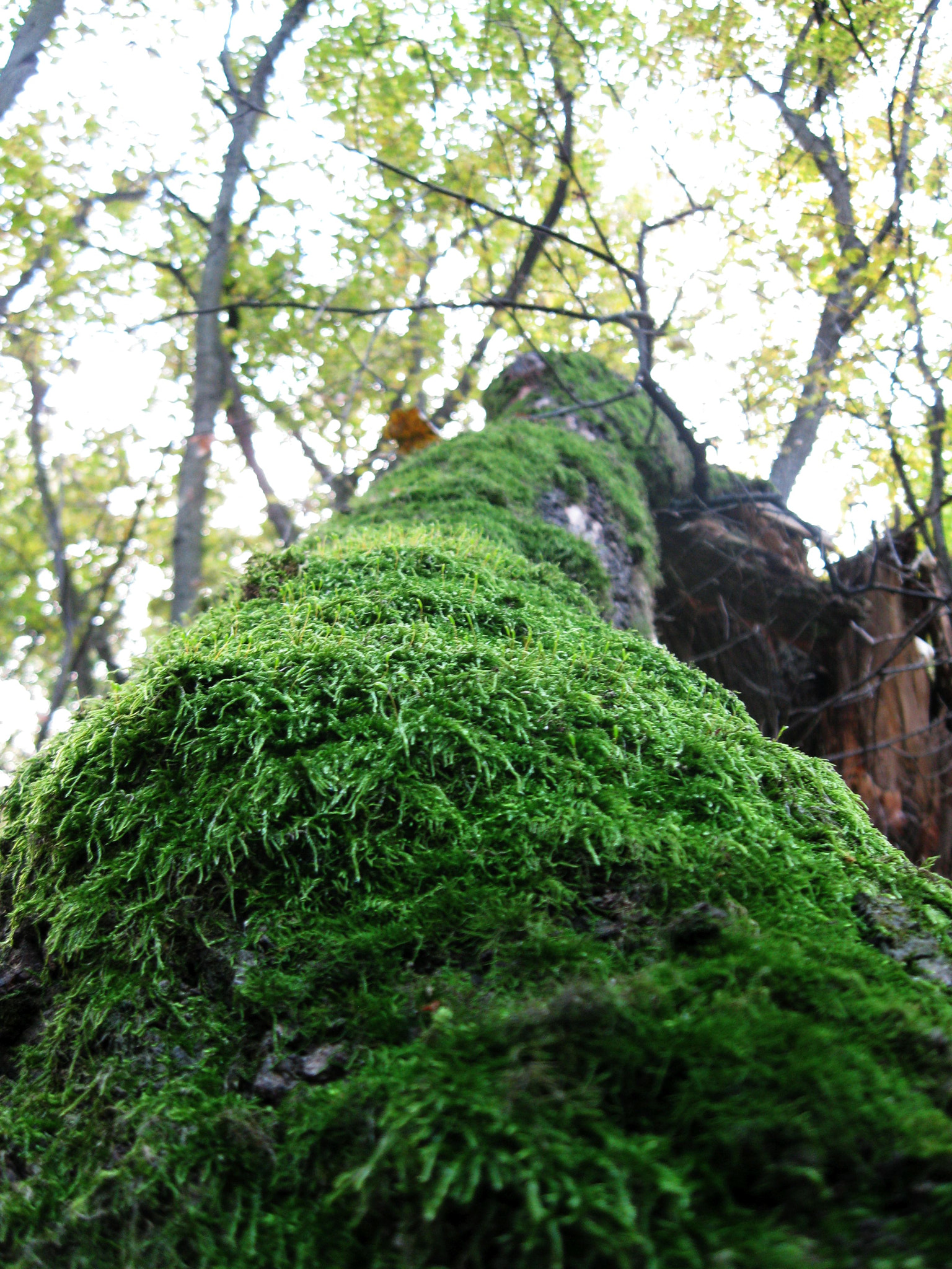 Canon PowerShot A1000 IS sample photo