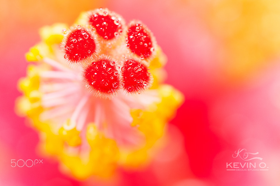 Nikon D3 sample photo. Best bokeh hibiscus syriacus photography