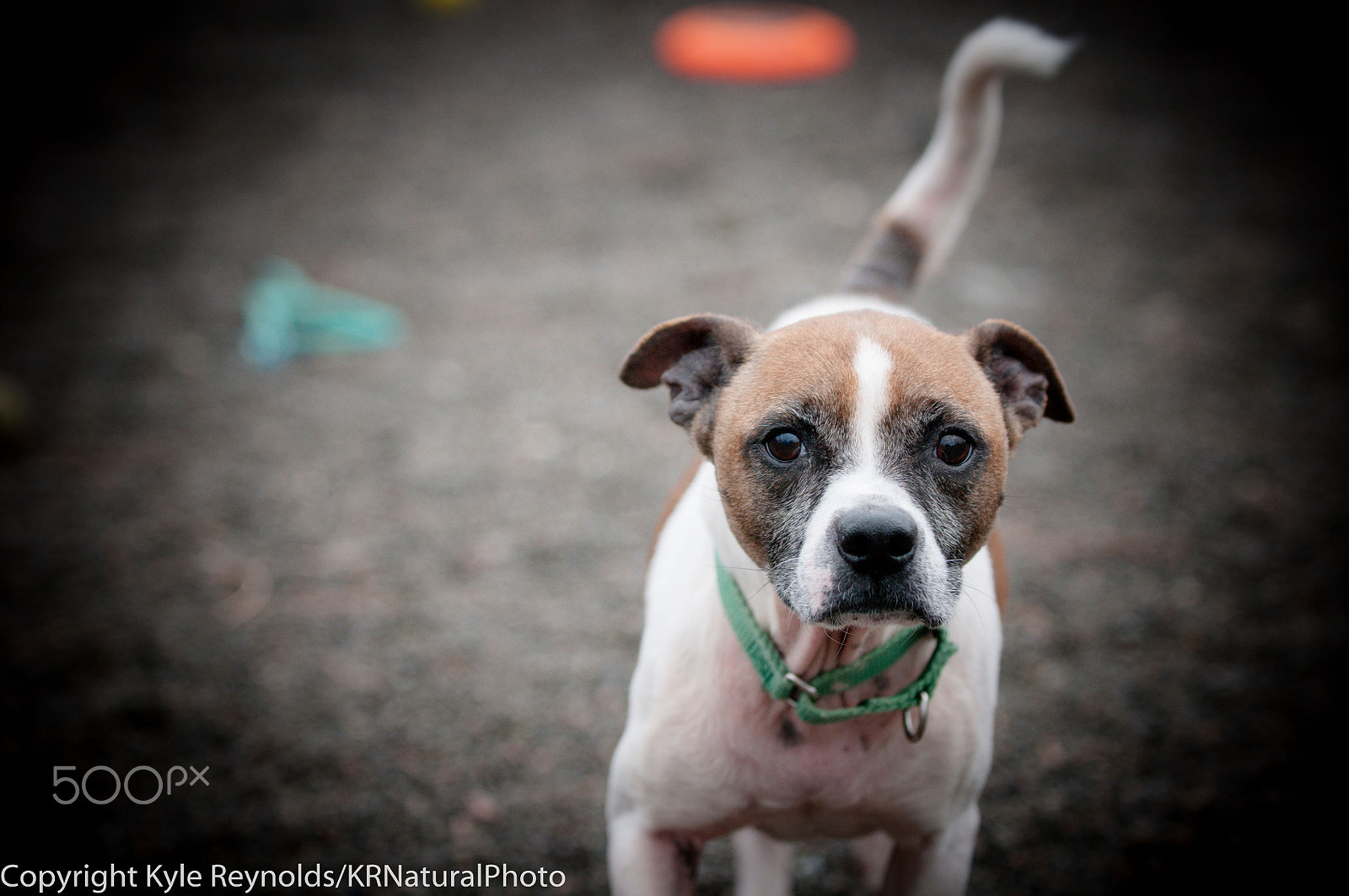 Nikon D300S sample photo. Tiny shelter dog photography