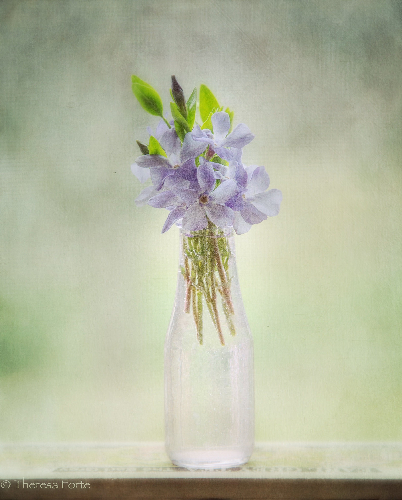 Nikon Df sample photo. Periwinkle on the kitchen windowsill. photography