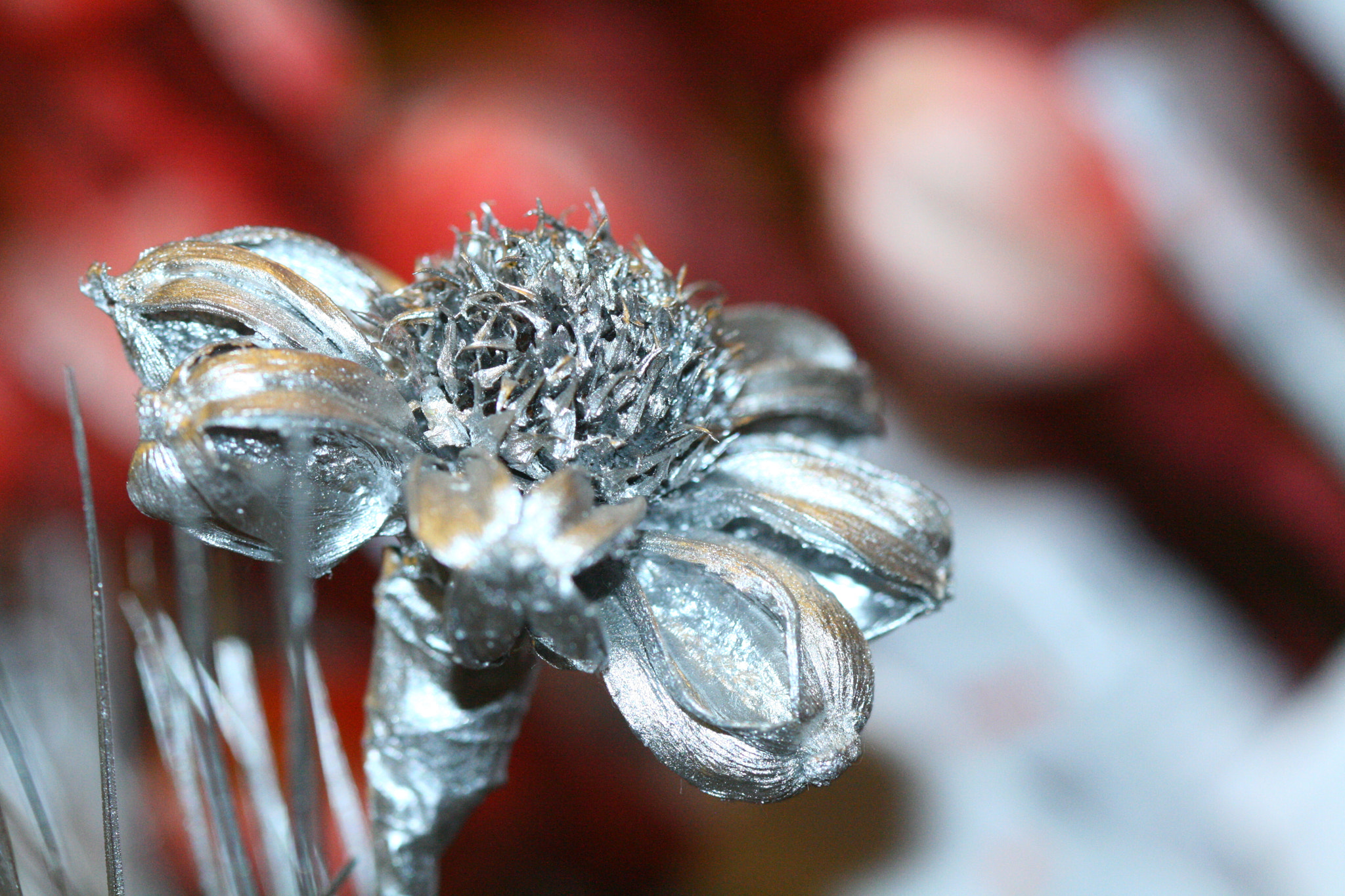 Canon EF 100mm F2.8 Macro USM sample photo. Dishtikpix photography