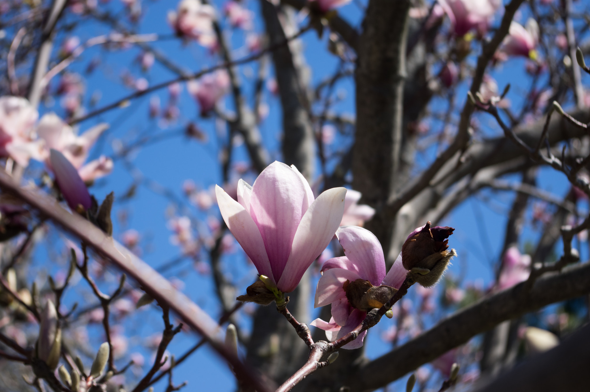 Pentax smc DA 18-55mm F3.5-5.6 AL sample photo. Magnolia photography