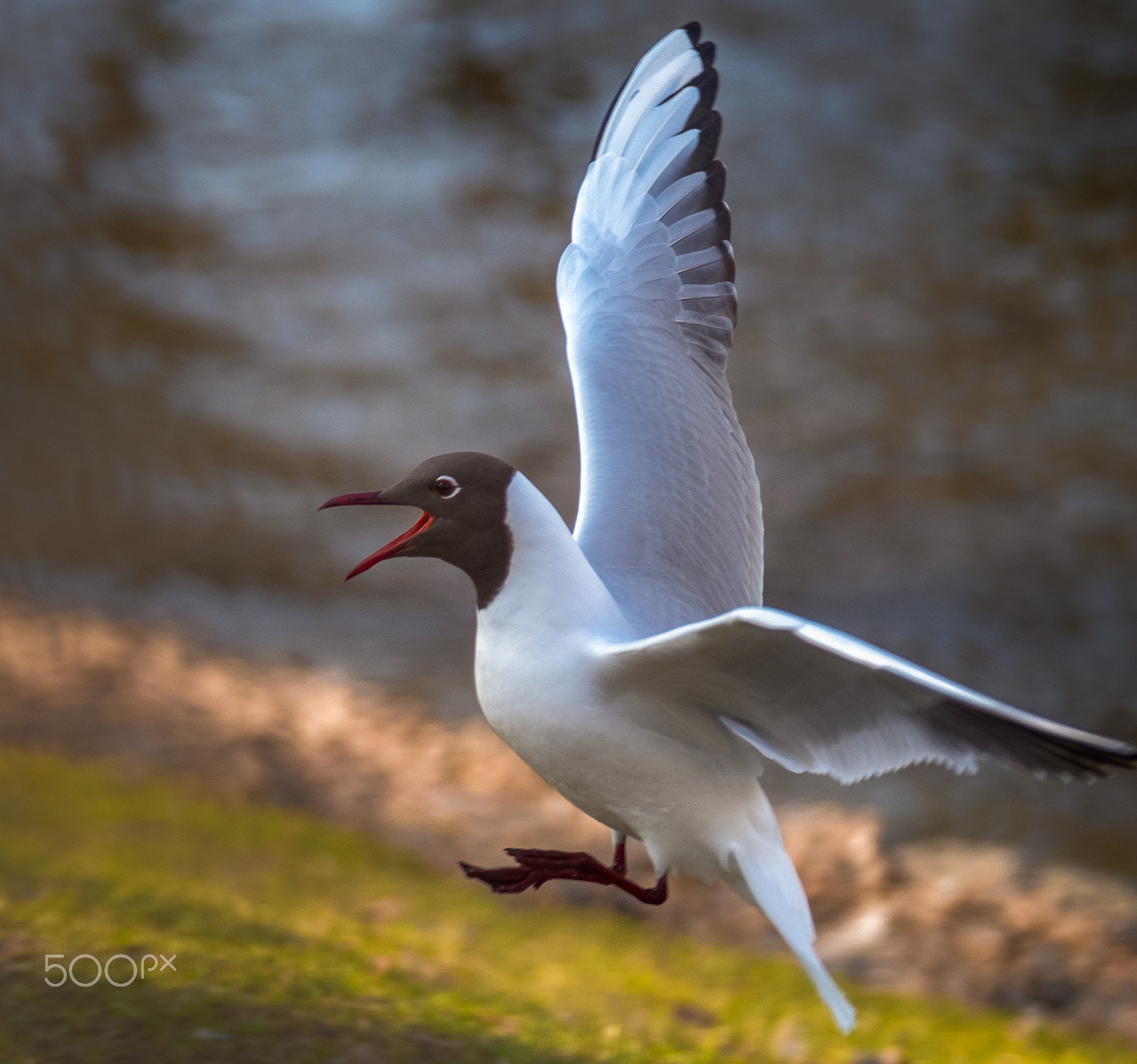 Fujifilm X-T1 + XF50-140mmF2.8 R LM OIS WR + 1.4x sample photo. Edit photography