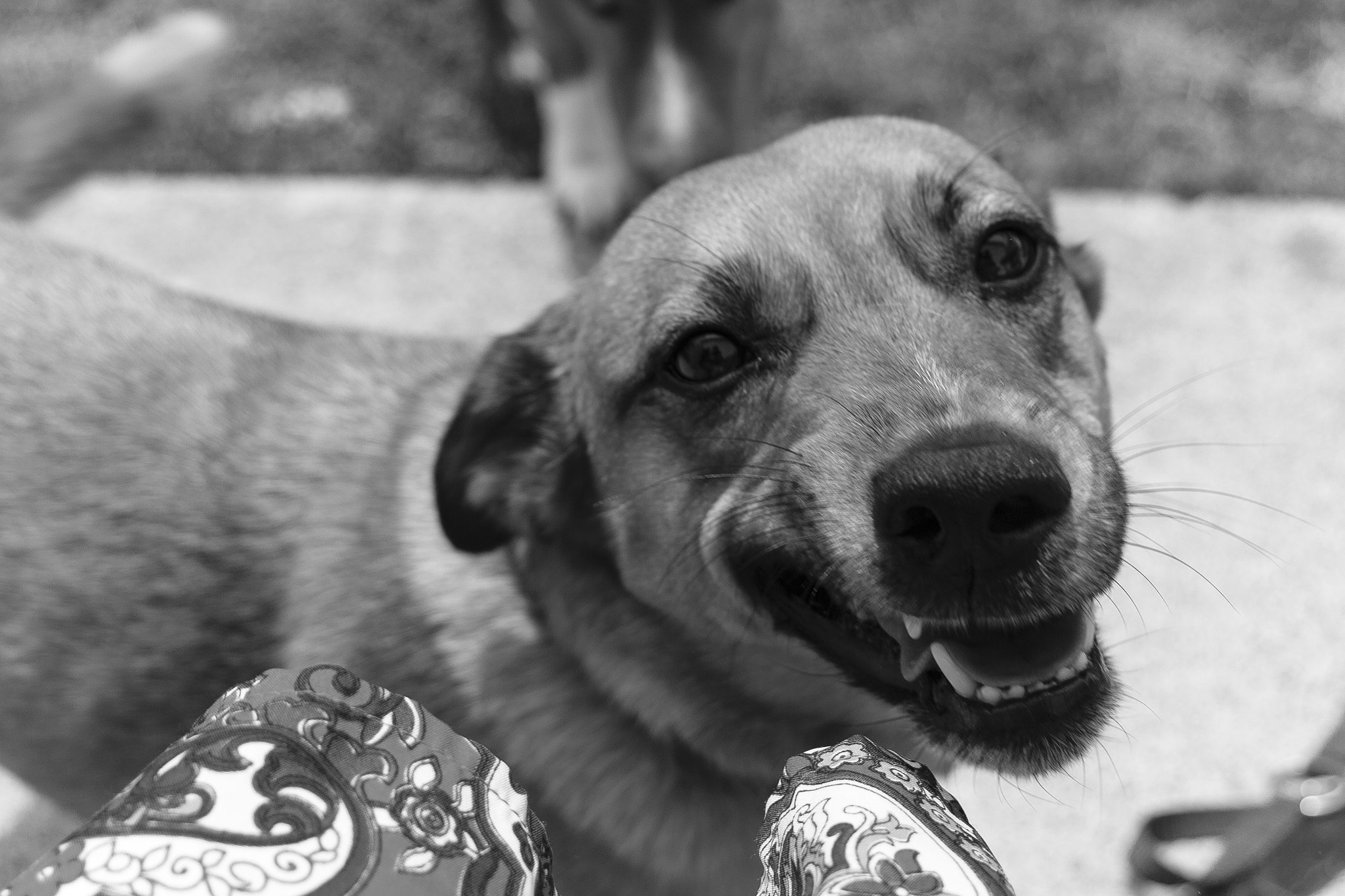 Canon EF 35-80mm f/4-5.6 sample photo. Smiling photography