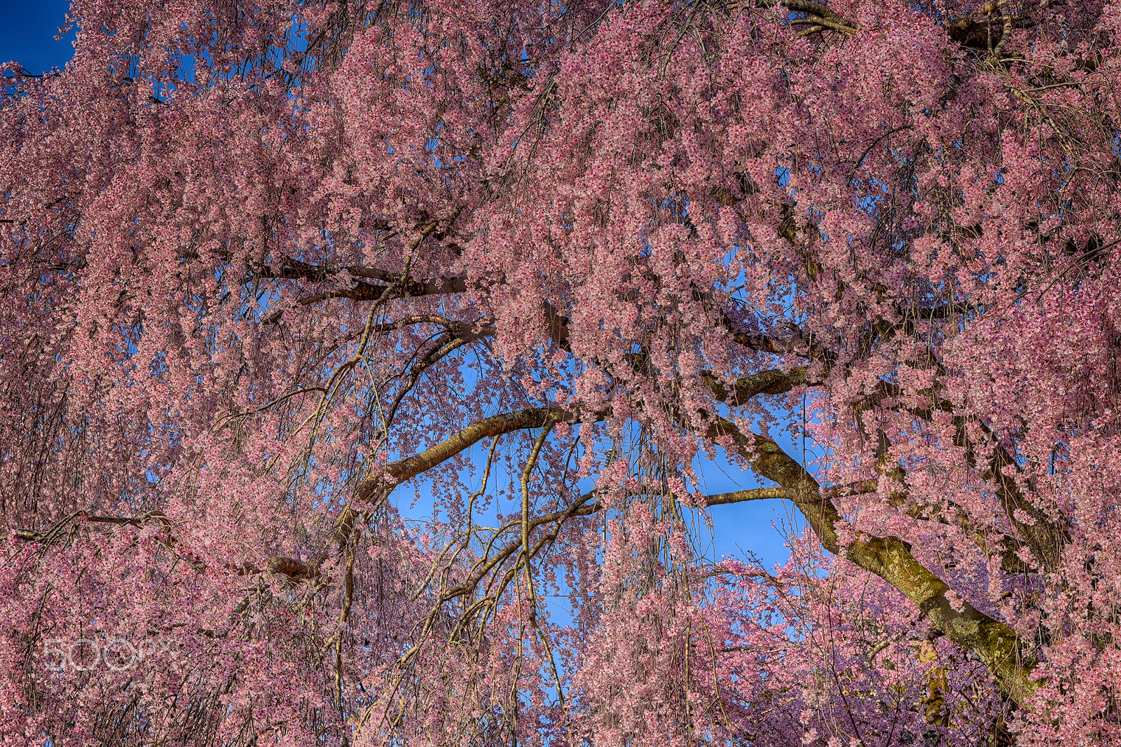 Nikon D7200 + Sigma 17-70mm F2.8-4 DC Macro OS HSM | C sample photo. Cherry blossoms photography