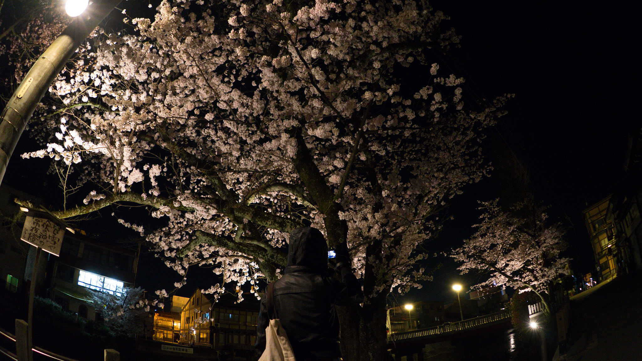 Sony a7 II + FE 16mm F3.5 Fisheye sample photo. Takayama sakura 2 photography