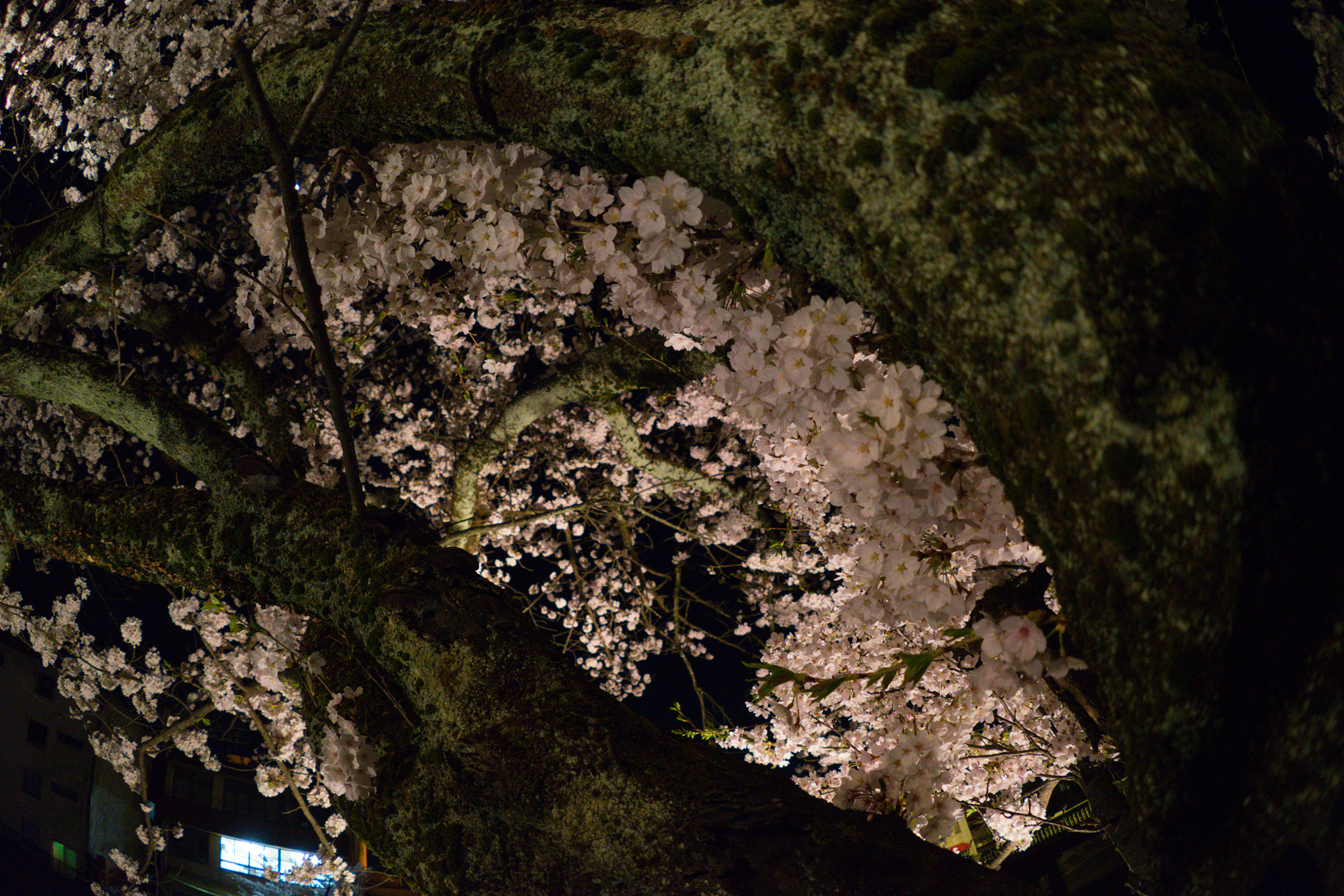 FE 16mm F3.5 Fisheye sample photo. Takayama sakura 3 photography