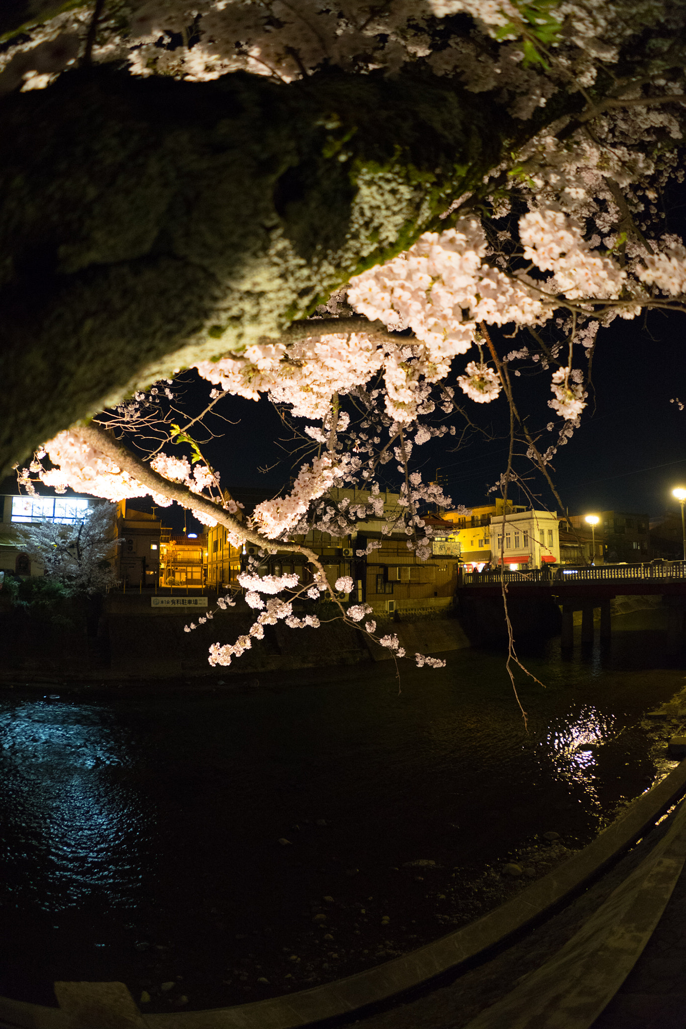 Sony a7 II + FE 16mm F3.5 Fisheye sample photo. Takayama sakura 5 photography