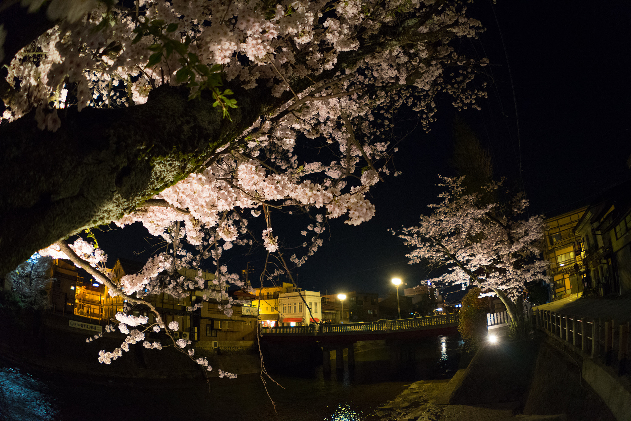 Sony a7 II + FE 16mm F3.5 Fisheye sample photo. Takayama sakura 6 photography