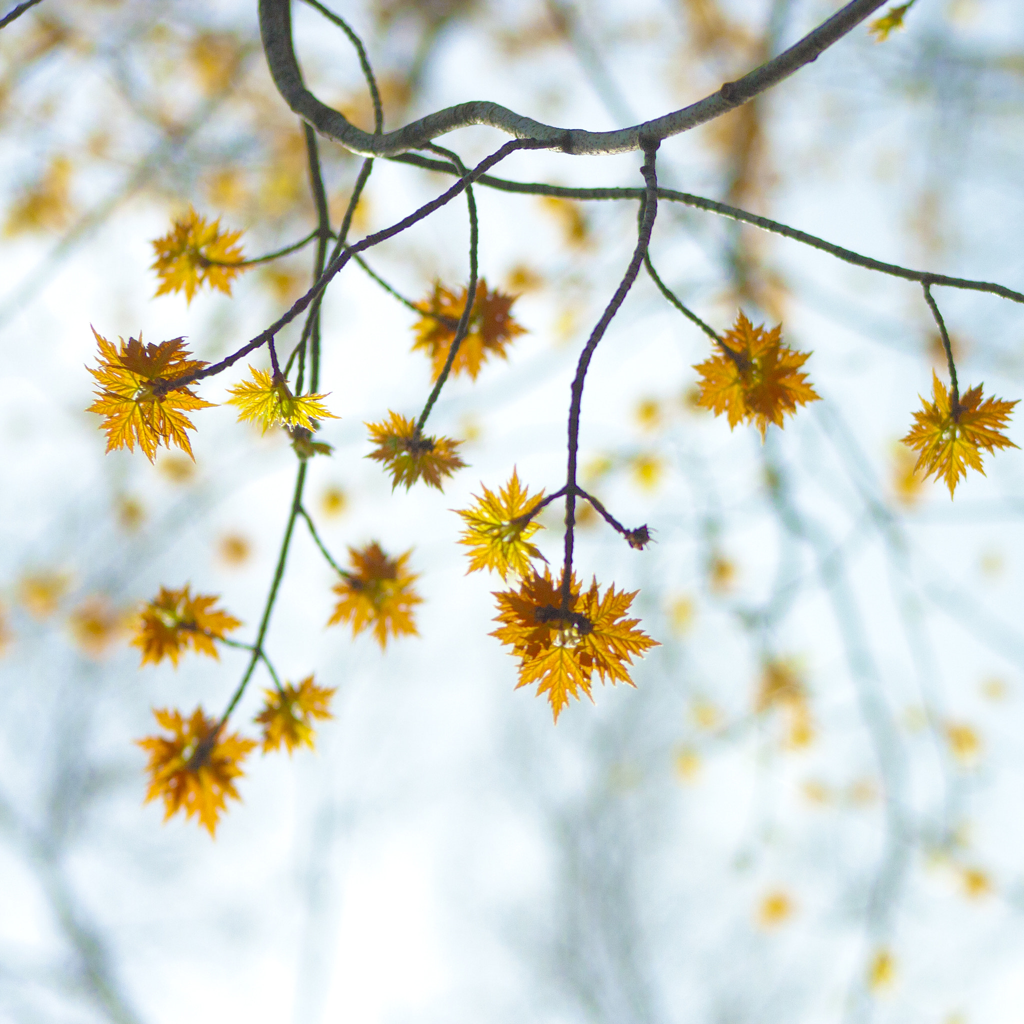 Canon EOS 40D + EF75-300mm f/4-5.6 sample photo. Springtime photography