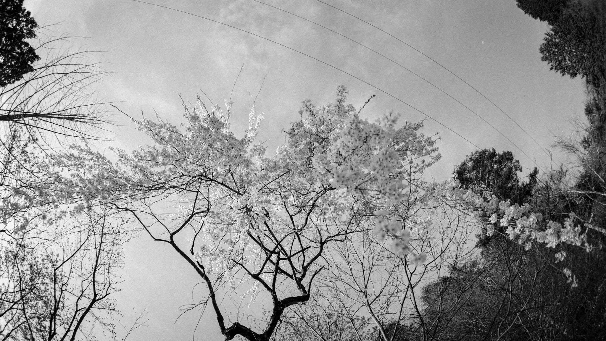 FE 16mm F3.5 Fisheye sample photo. Takayama hills 2 photography