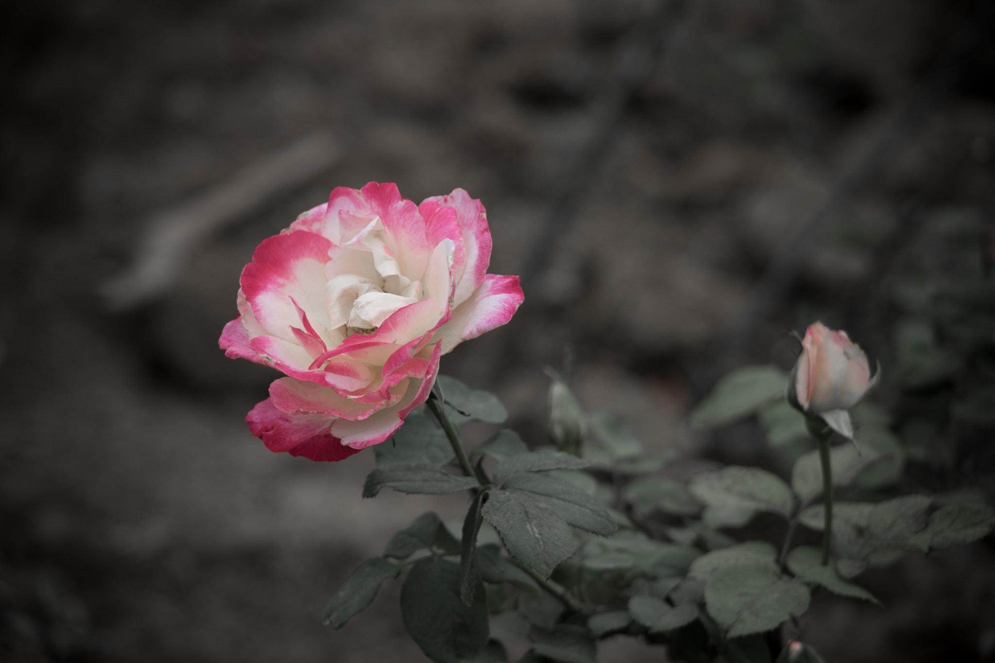 Canon EF-S 18-135mm F3.5-5.6 IS STM sample photo