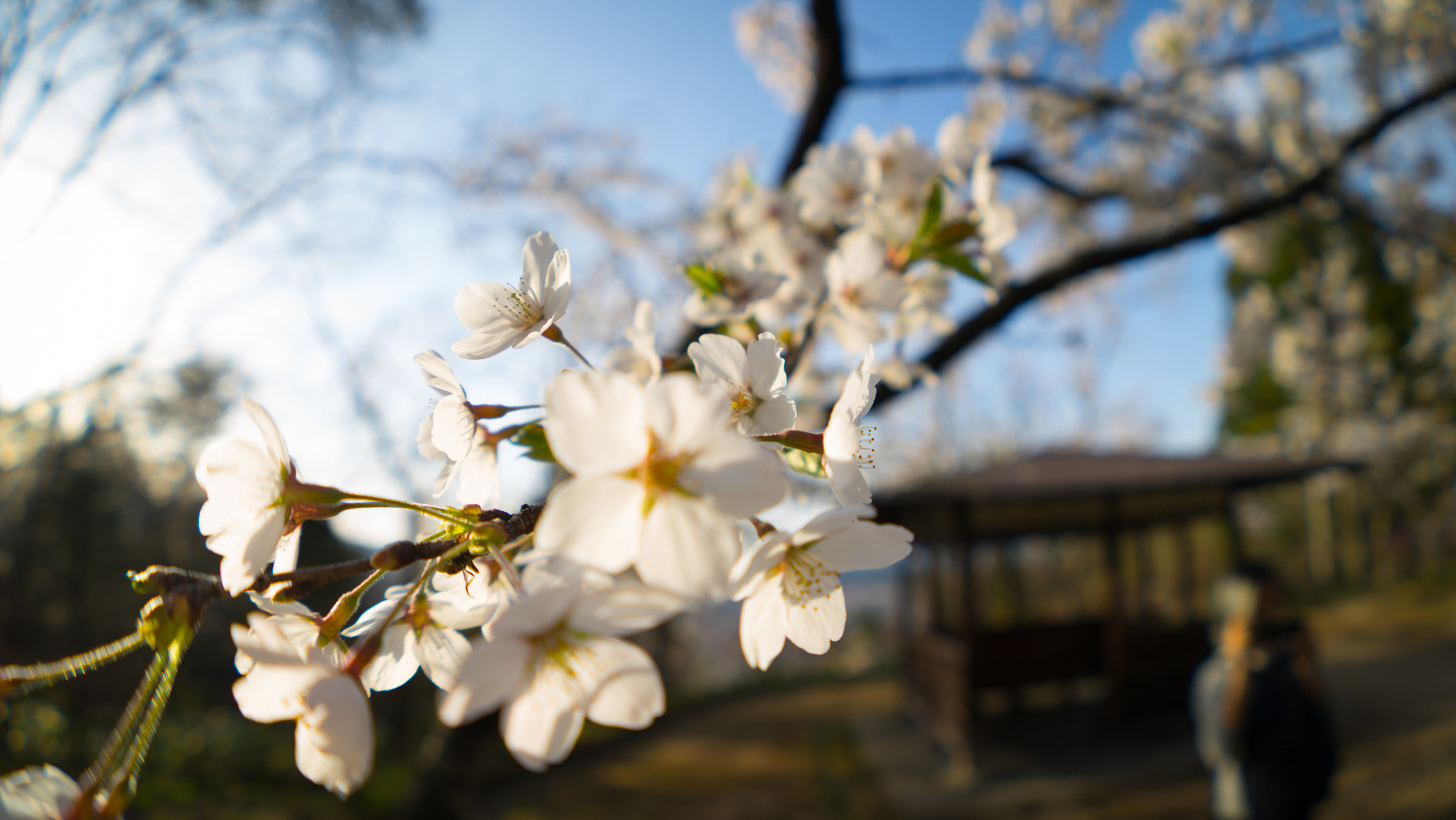 FE 16mm F3.5 Fisheye sample photo. Takayama hills 4 photography
