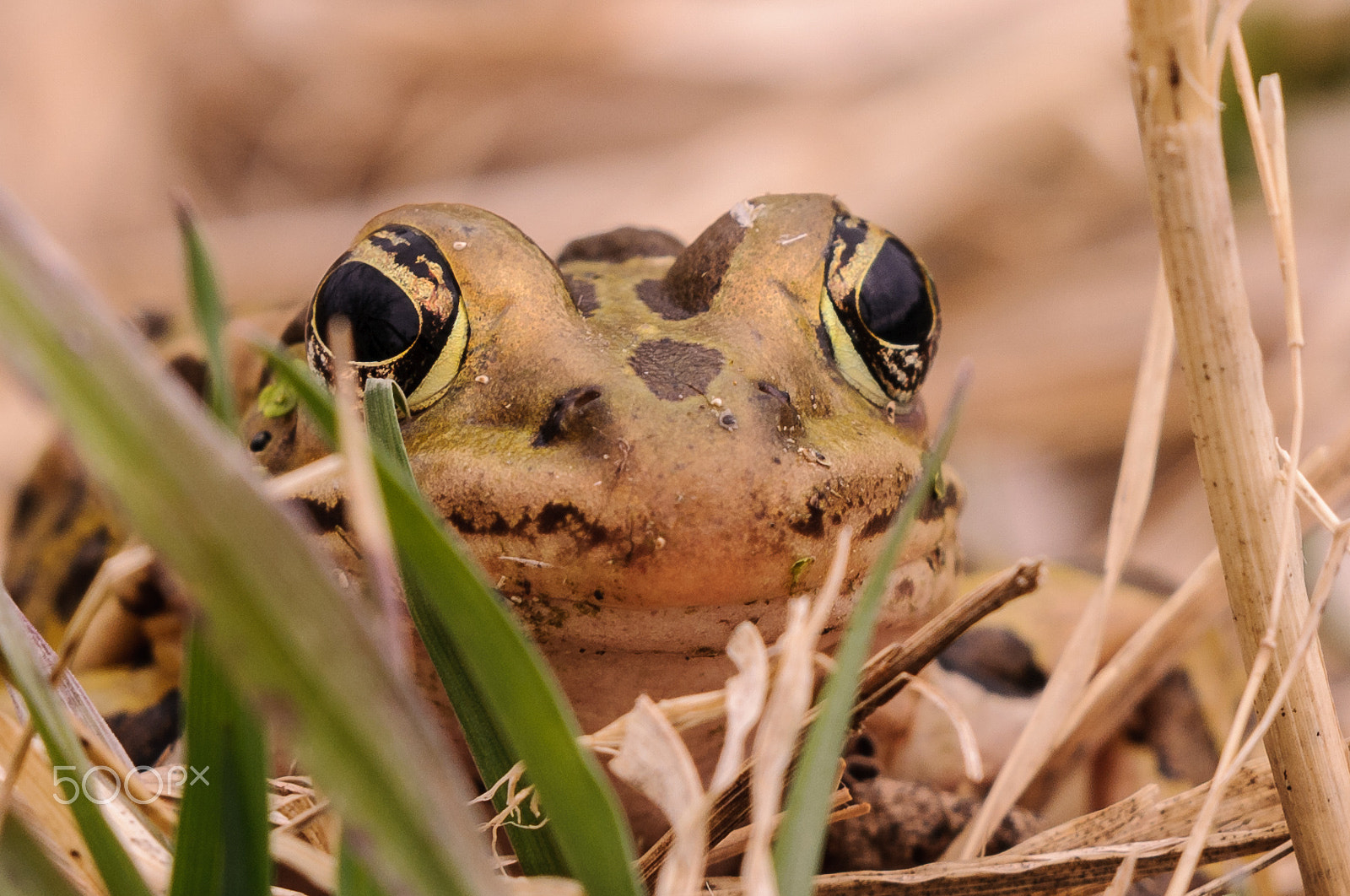 Nikon AF-S Nikkor 200-500mm F5.6E ED VR sample photo. Leopard frog photography