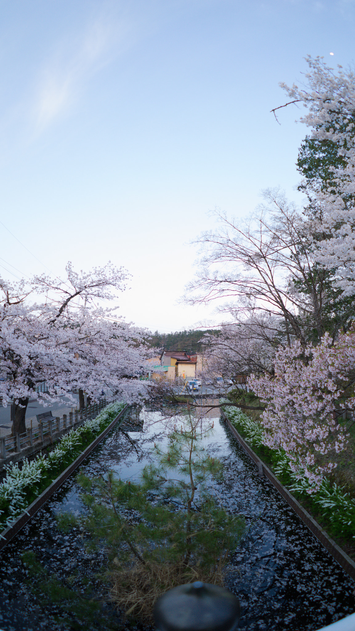 Sony a7 II + FE 16mm F3.5 Fisheye sample photo. Takayama sakura 8 photography