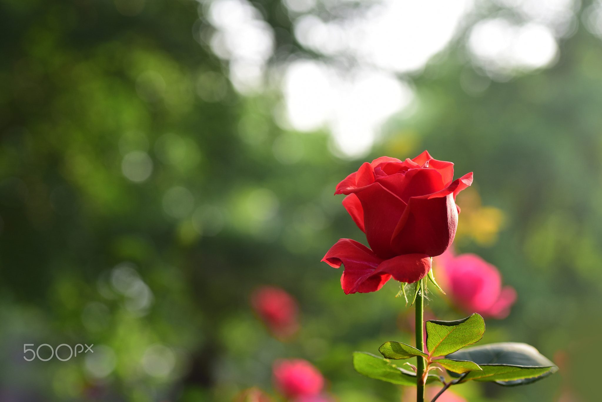 Red China Rose in the morning