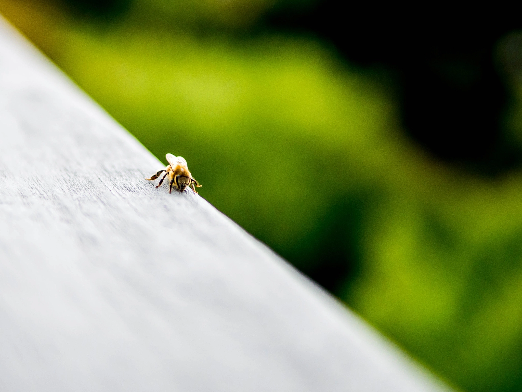 Panasonic Lumix DMC-G7 + Panasonic Leica DG Summilux 25mm F1.4 II ASPH sample photo. Minding his 'bees'nees photography