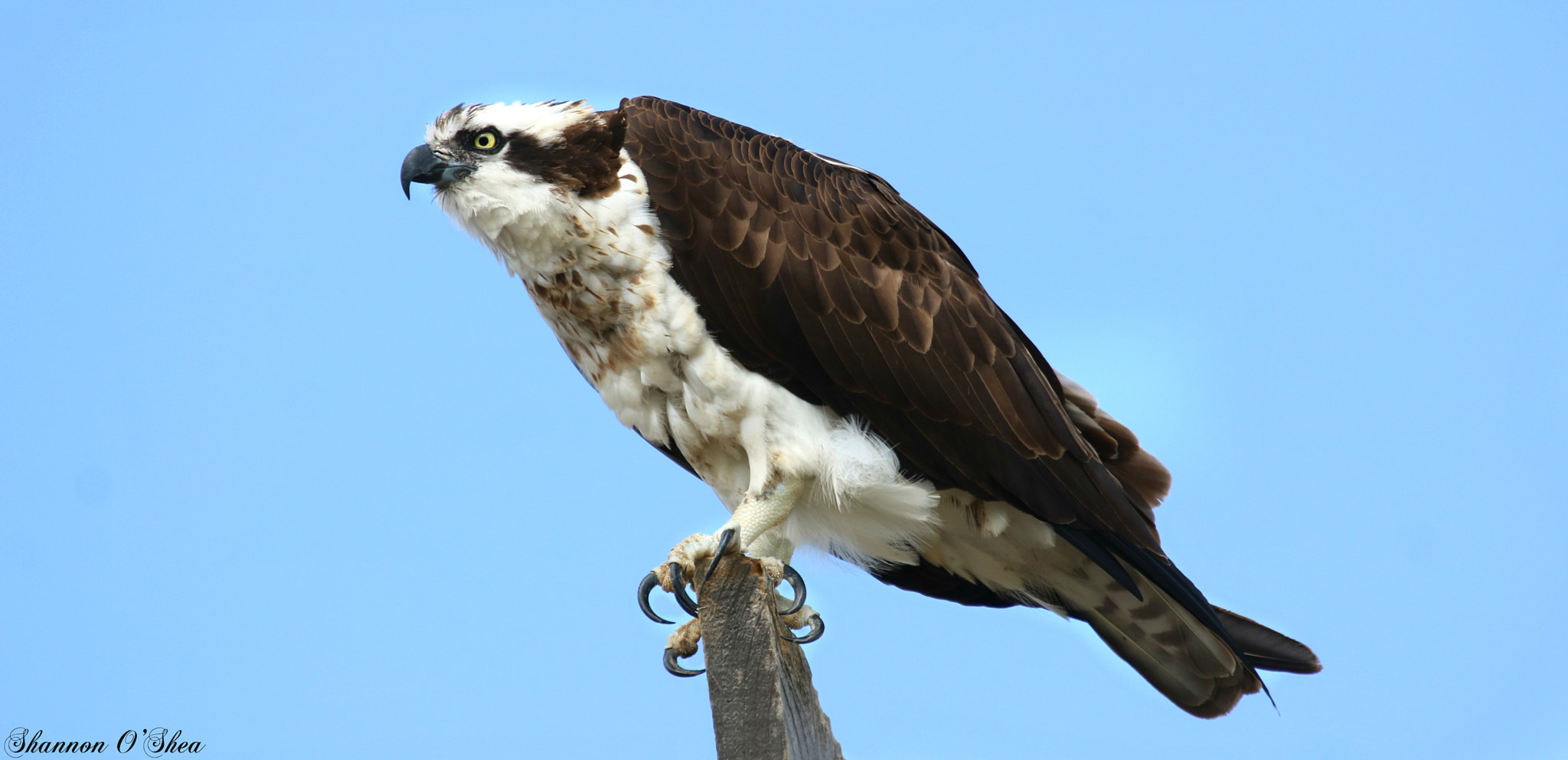 Canon EF 100-400mm F4.5-5.6L IS USM sample photo. "i've clawed my way to the top." photography