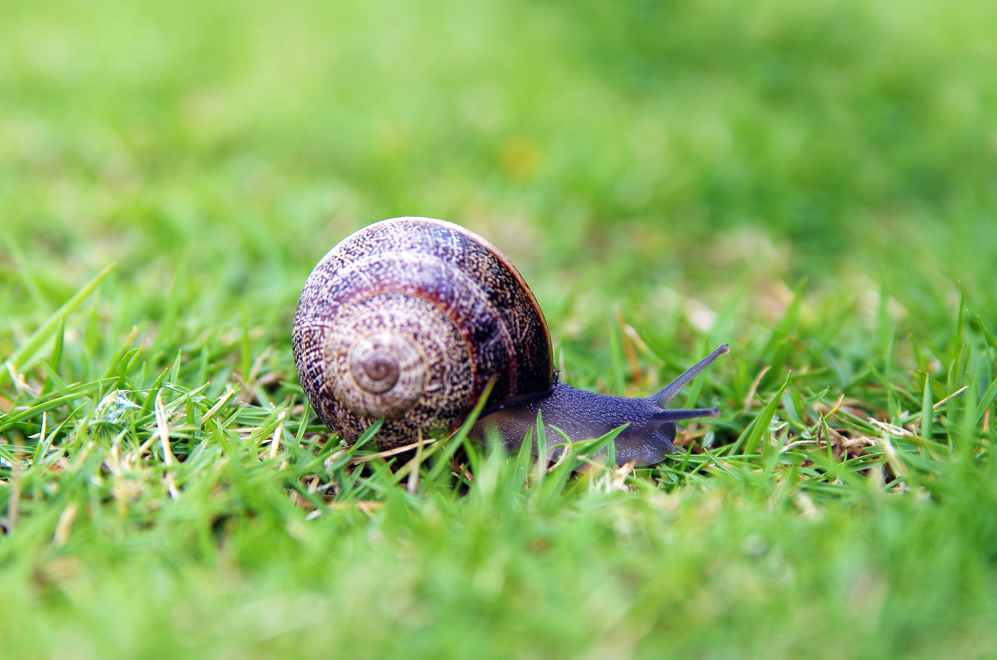 Pentax K-5 II sample photo. Italian snail photography