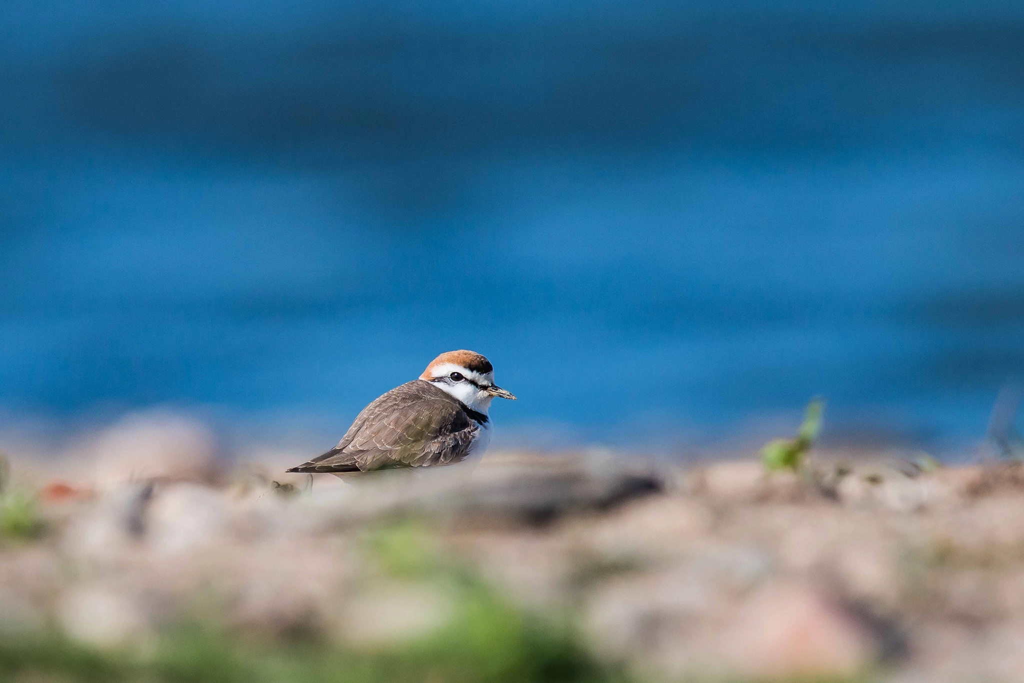 Canon EF 600mm F4L IS II USM sample photo. Beautiful kentish plover photography