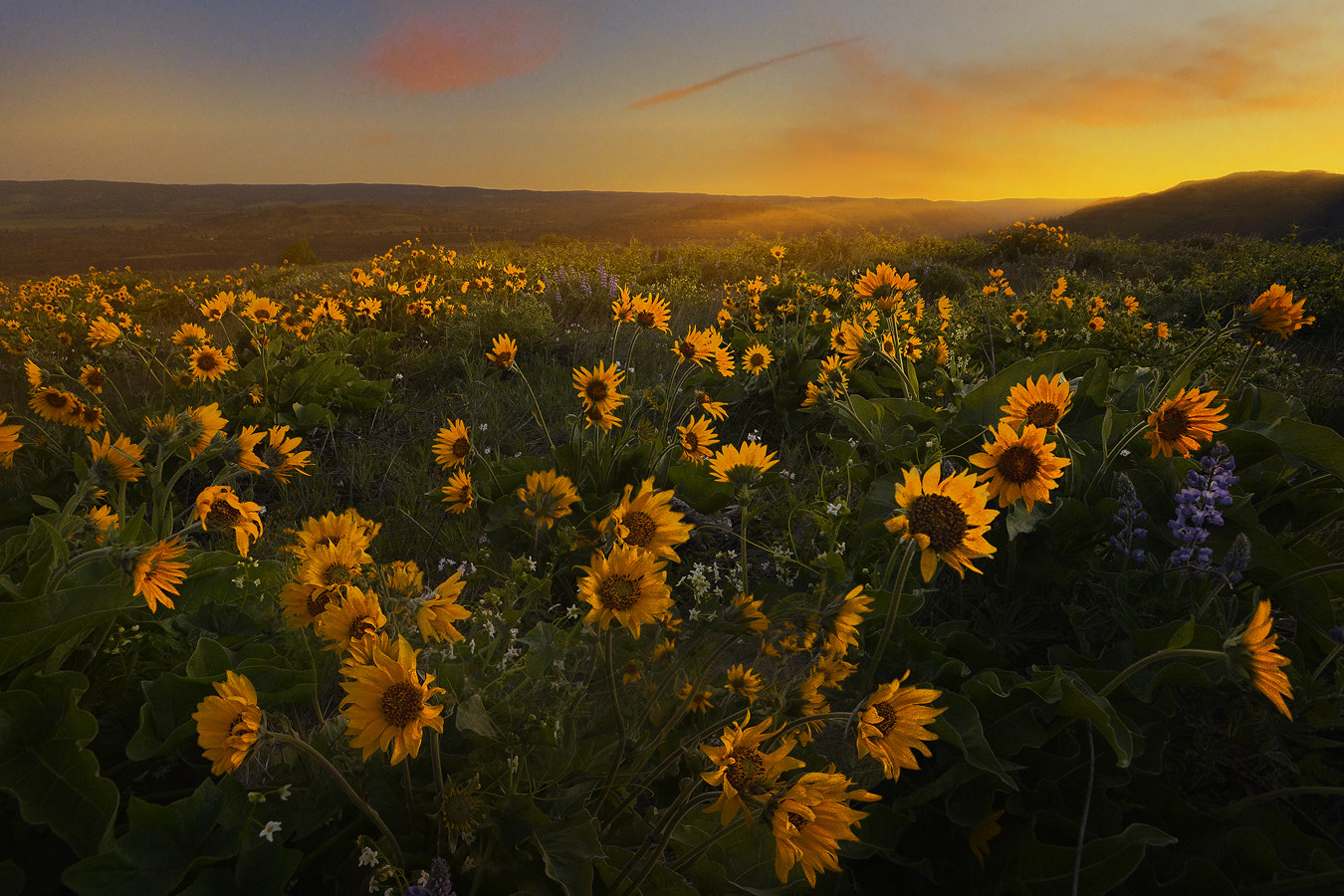 Nikon AF-S Nikkor 17-35mm F2.8D ED-IF sample photo. Wild flowers photography