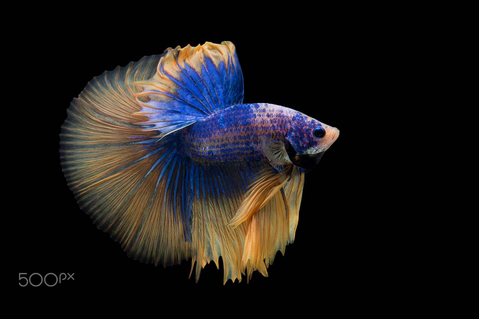Nikon AF-S Micro-Nikkor 60mm F2.8G ED sample photo. Half moon fancy betta fish photography