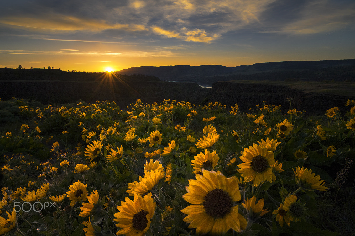 Nikon AF-S Nikkor 17-35mm F2.8D ED-IF sample photo. Wild flowers 2 photography