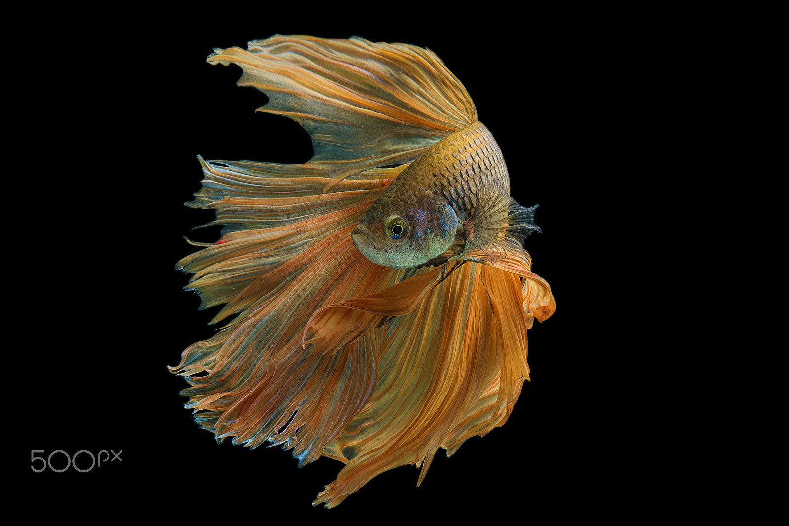 Nikon AF-S Micro-Nikkor 60mm F2.8G ED sample photo. Half moon betta fish photography