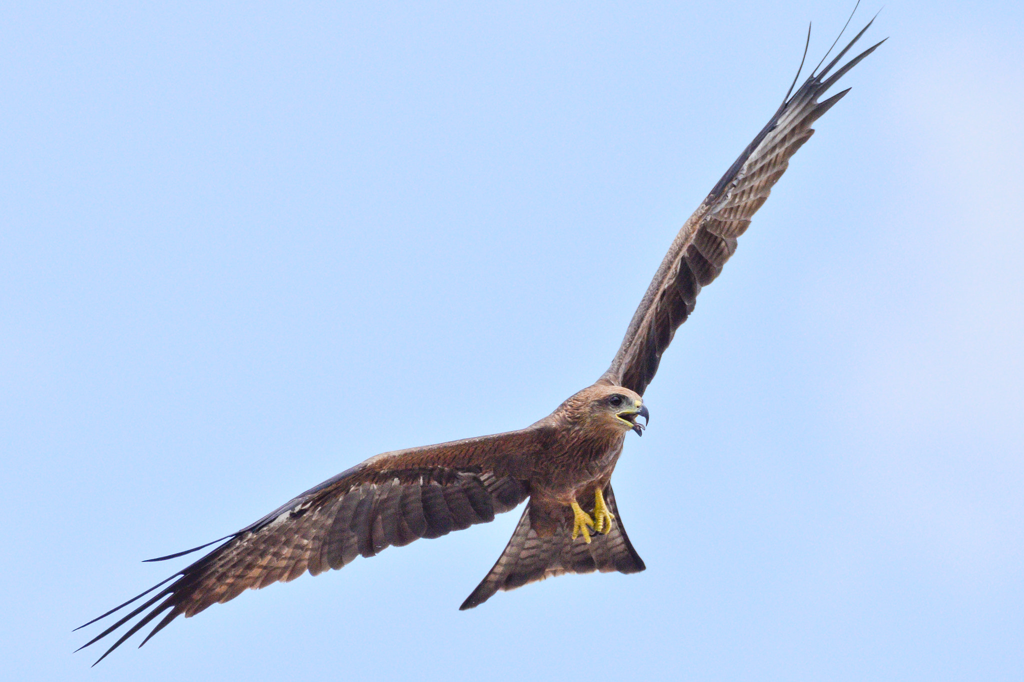 Sigma 150-600mm F5-6.3 DG OS HSM | C sample photo. Csc_0189.jpg photography